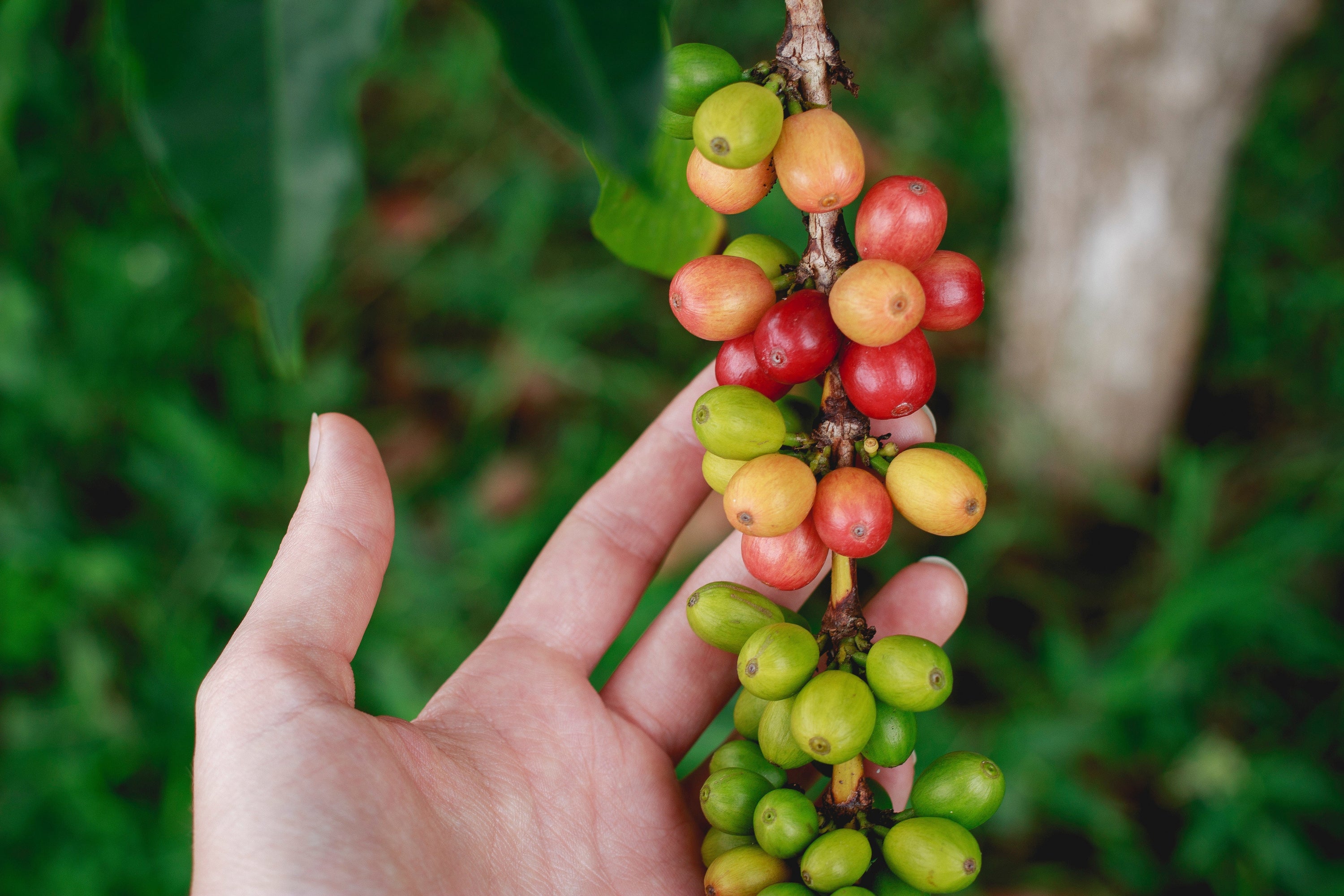 Honey, Natural, or Washed Coffees. Finding the True Bean