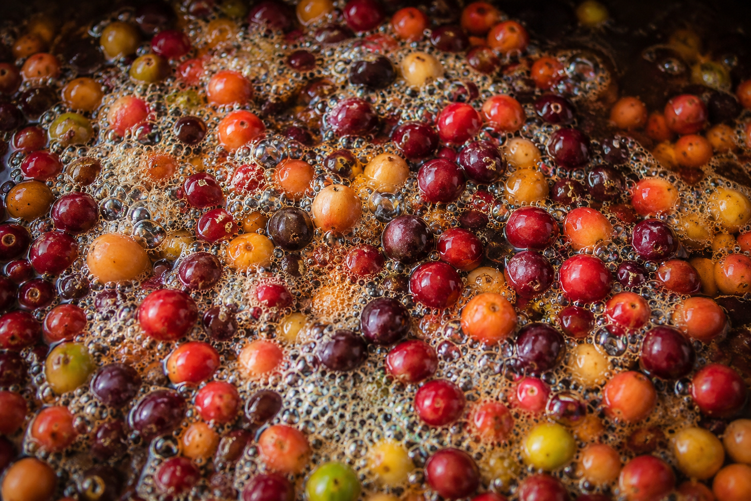 fermenting coffee cherries