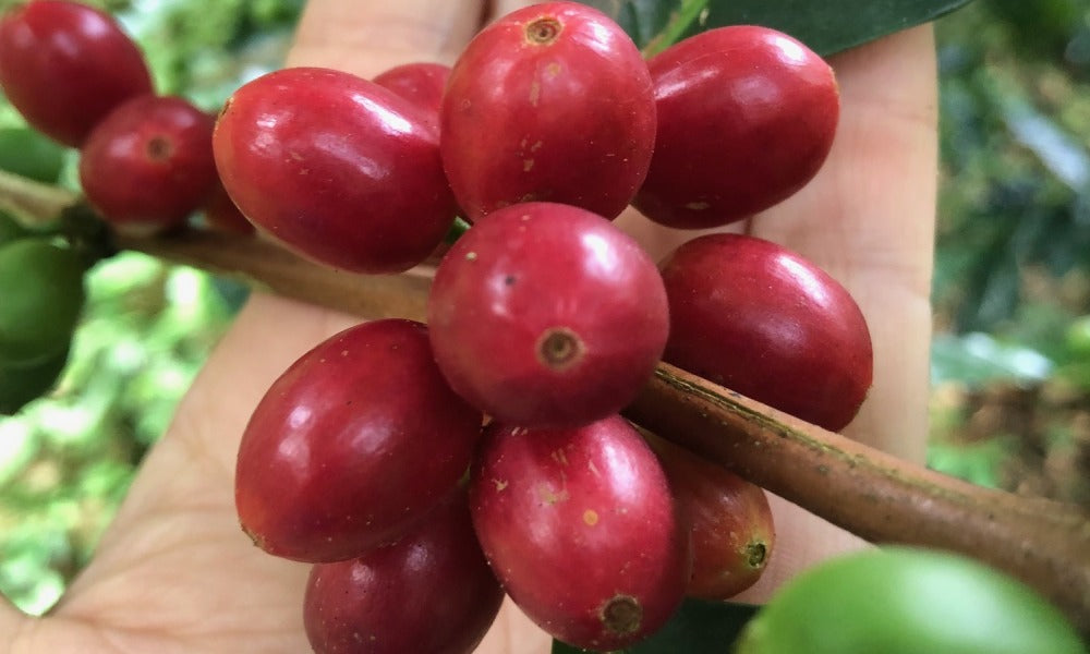 Sidra: The Mysterious Variety Reshaping Competition Coffee