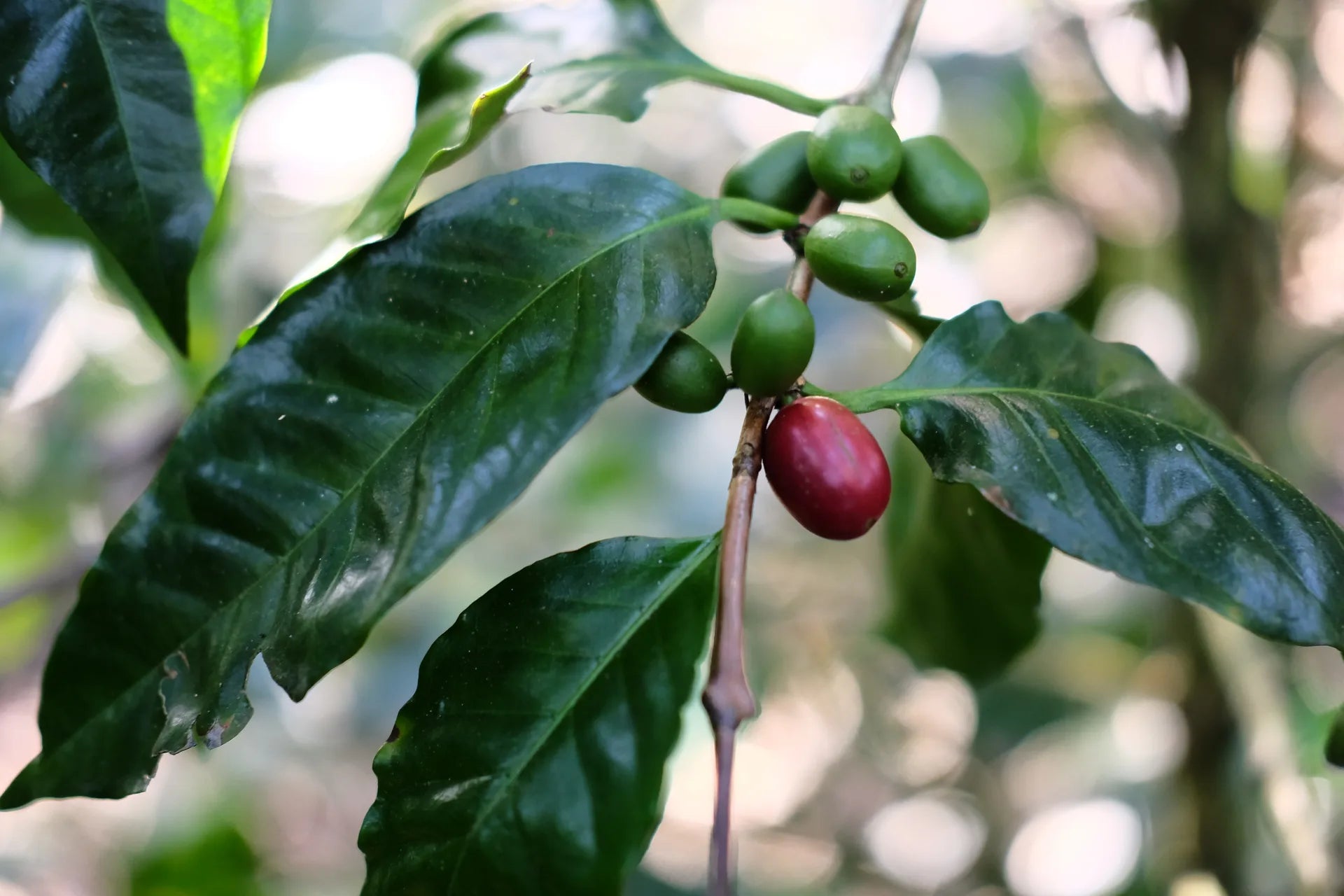 Maragogipe coffee cherry on coffee plant