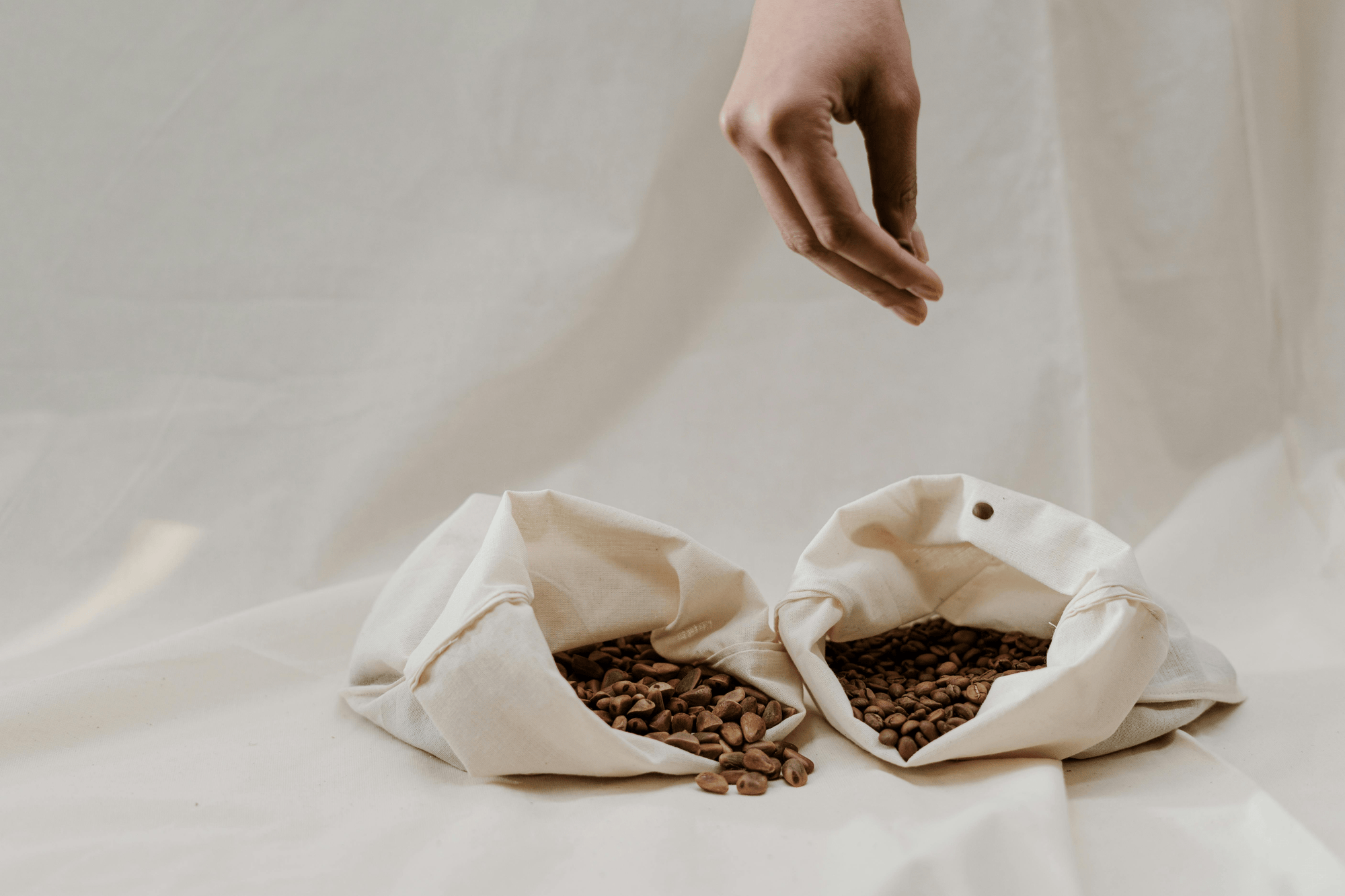 hand holding coffee beans over white bags full of coffee beans