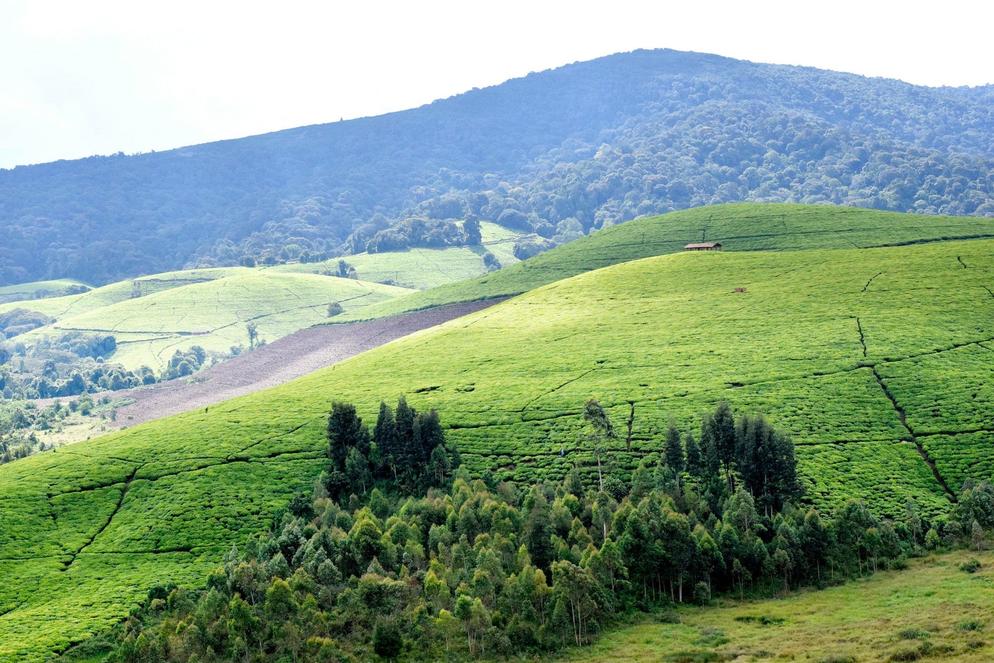 Verdant landscape in Muramvya, Burundi