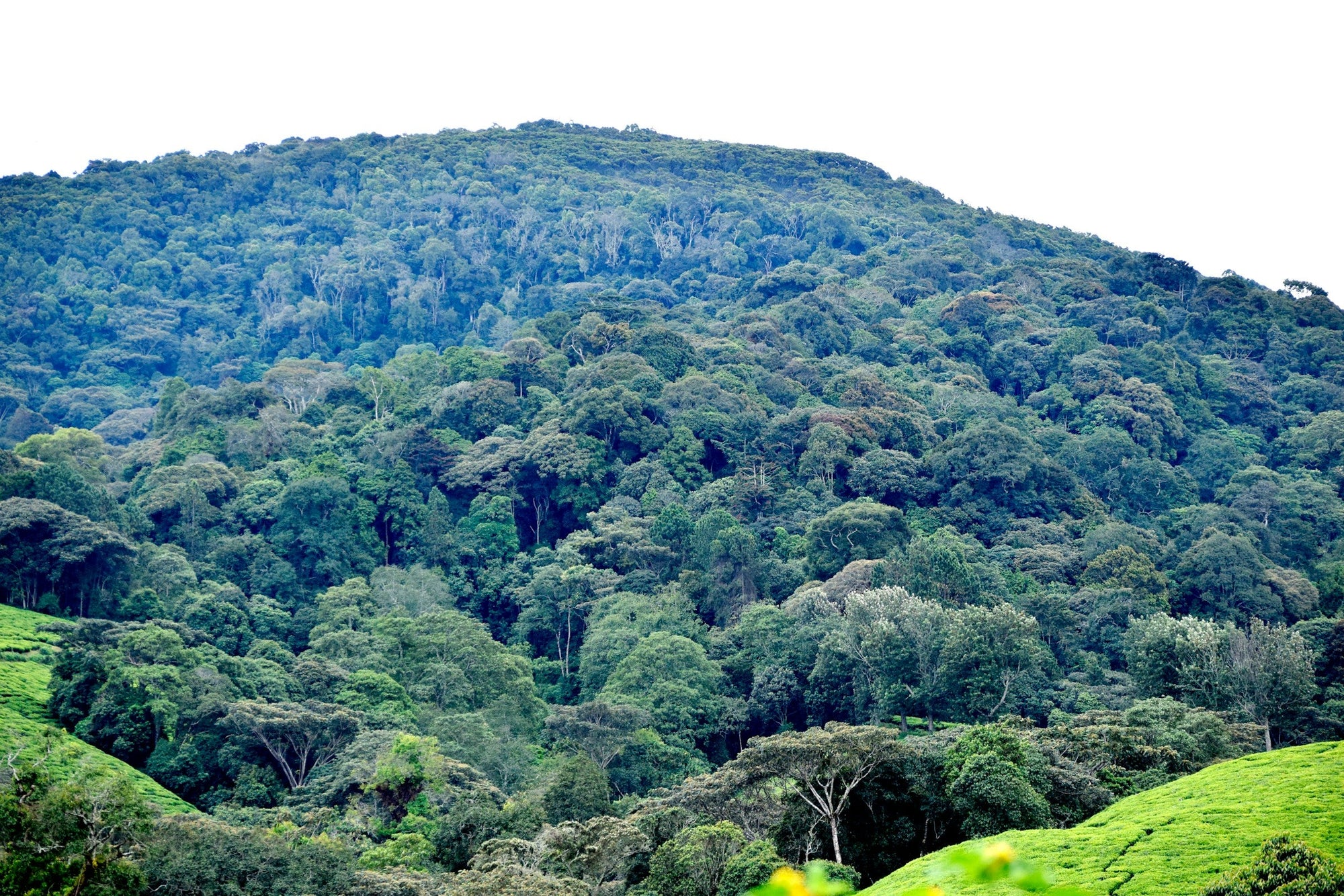 Verdant Teza Burundi mountain-scape