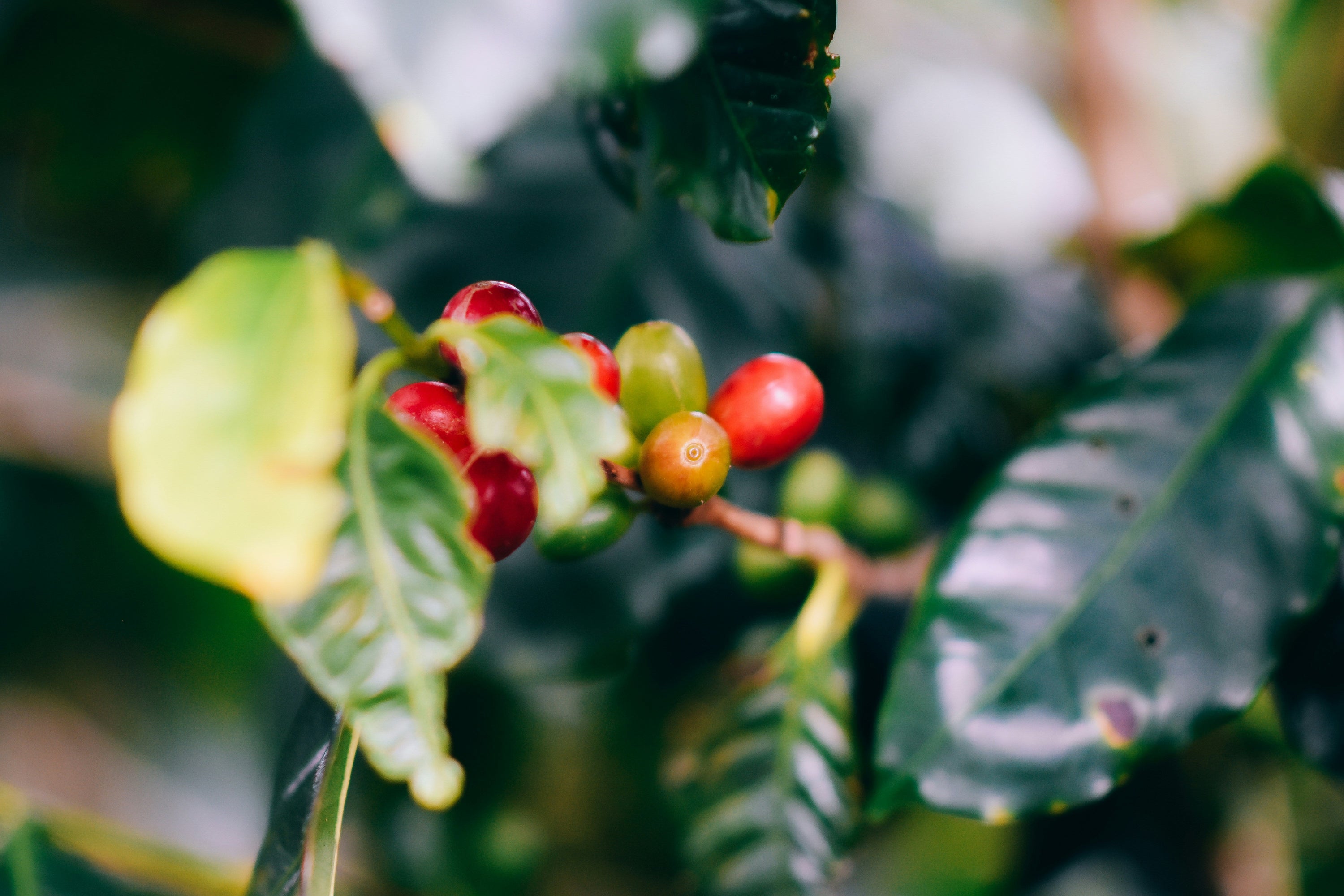 coffee plant 