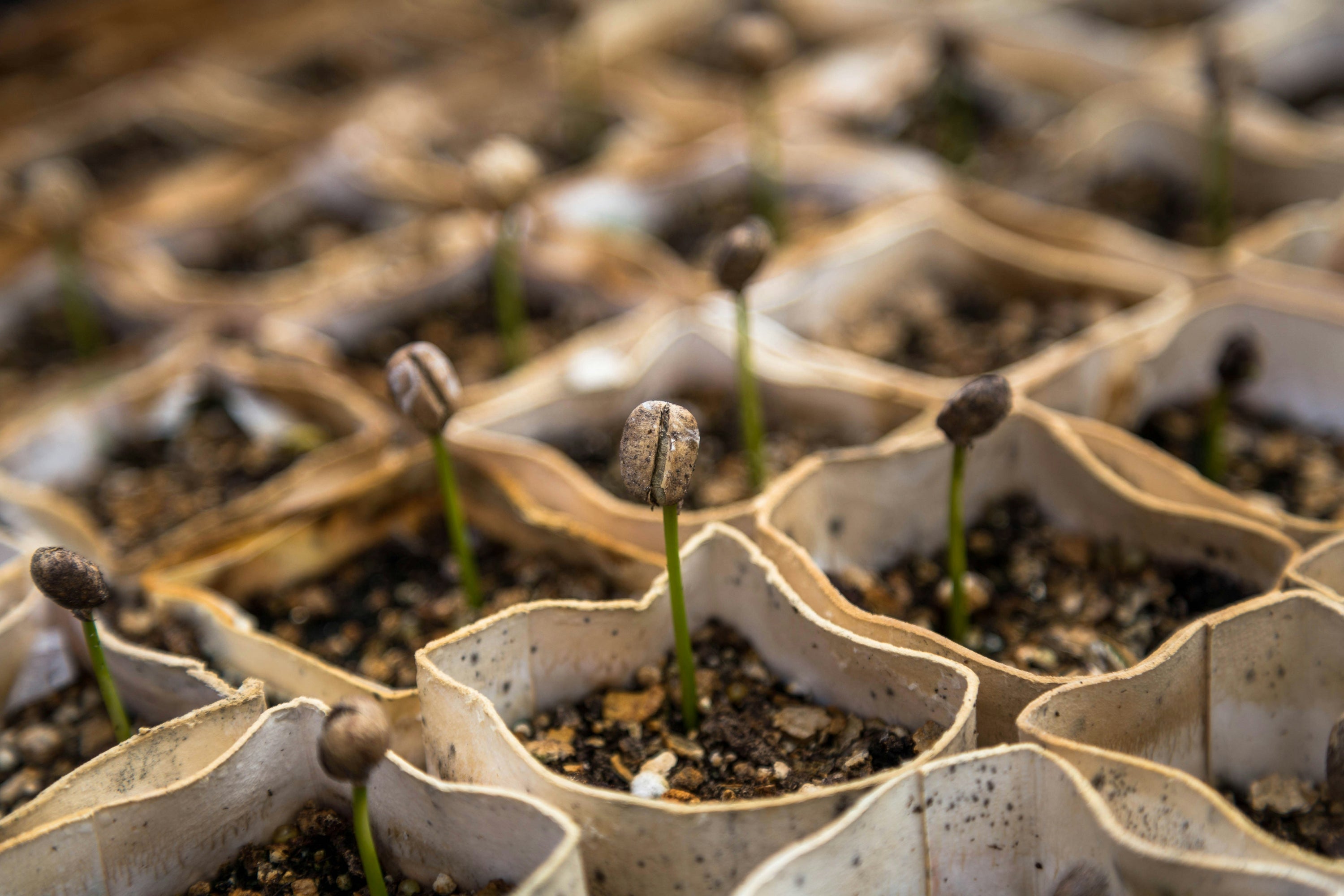 Coffee plants germinating in a planting pots