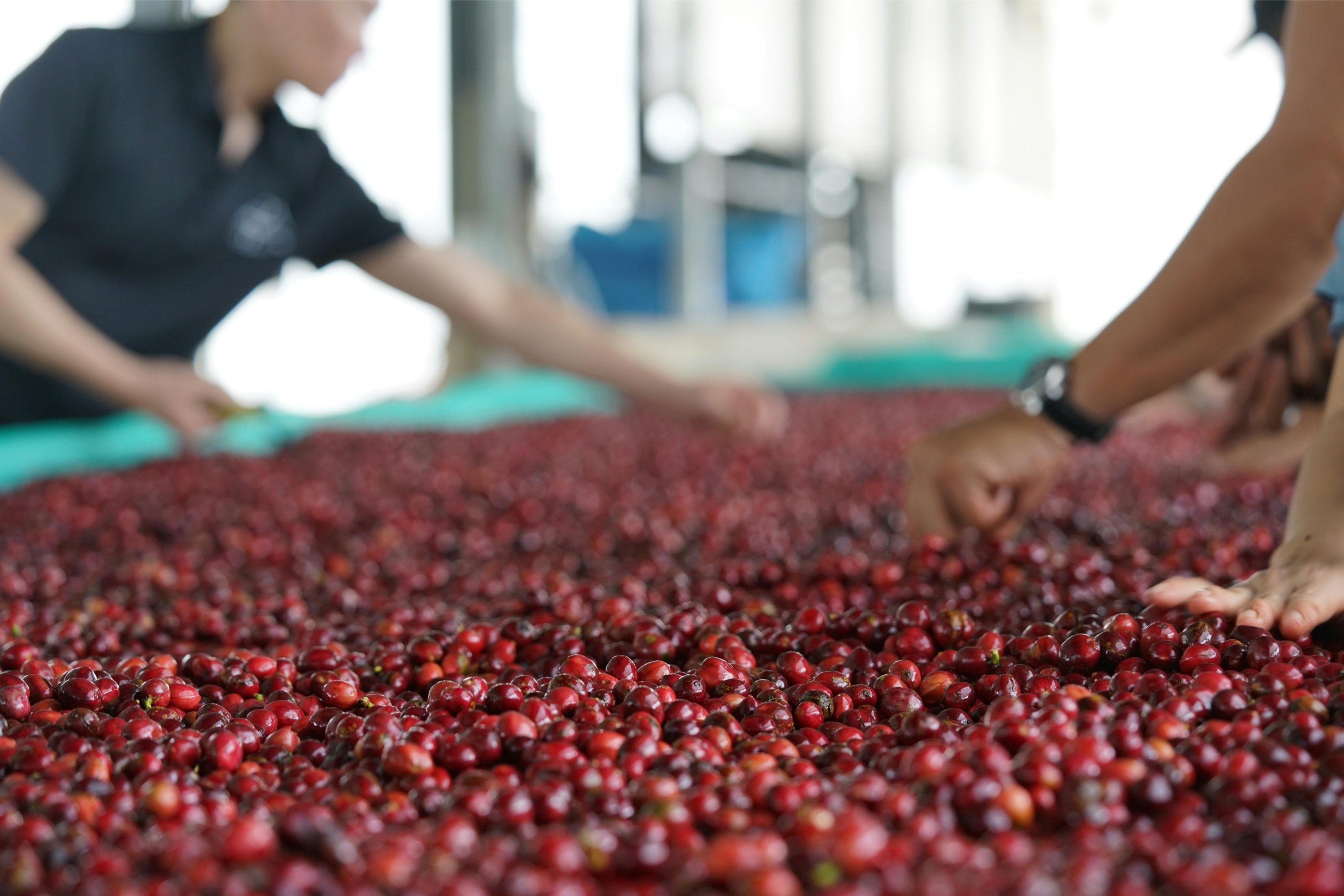 coffee producers processing coffee
