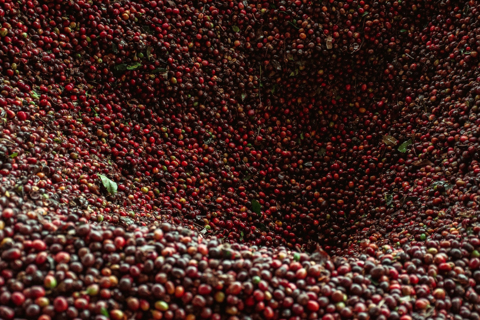 Ripe Colombian coffee cherries