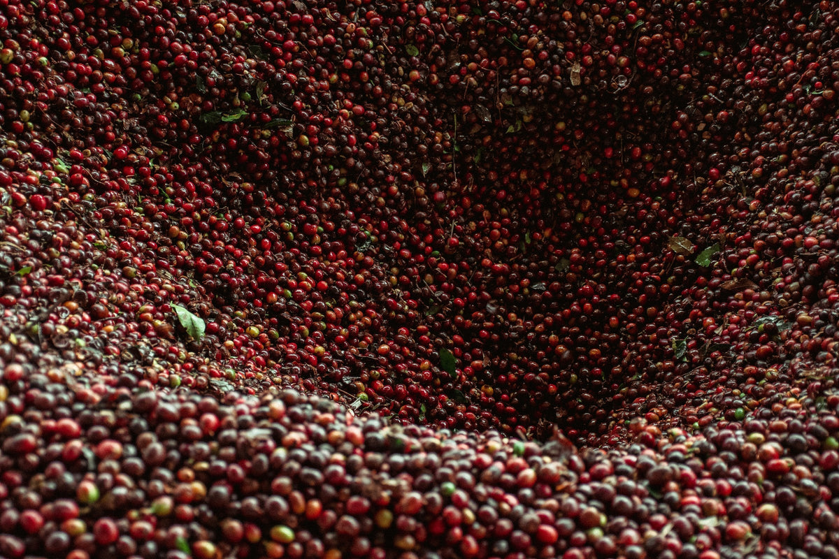 Ripe Colombian coffee cherries