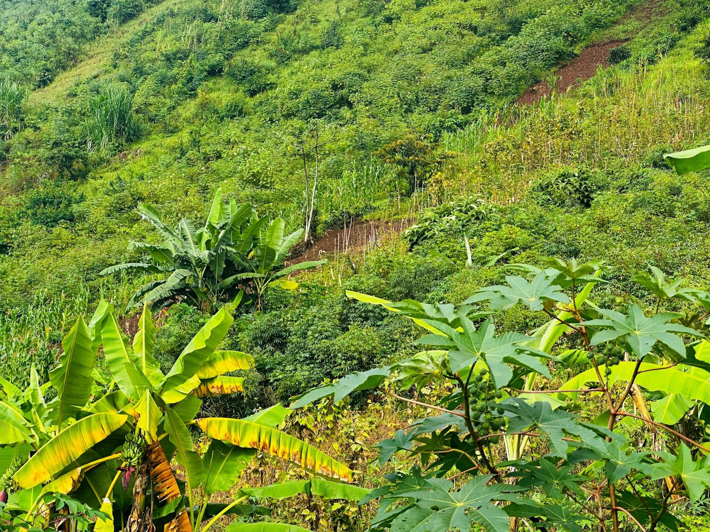 Lush landscape in Bujumbura, Burundi