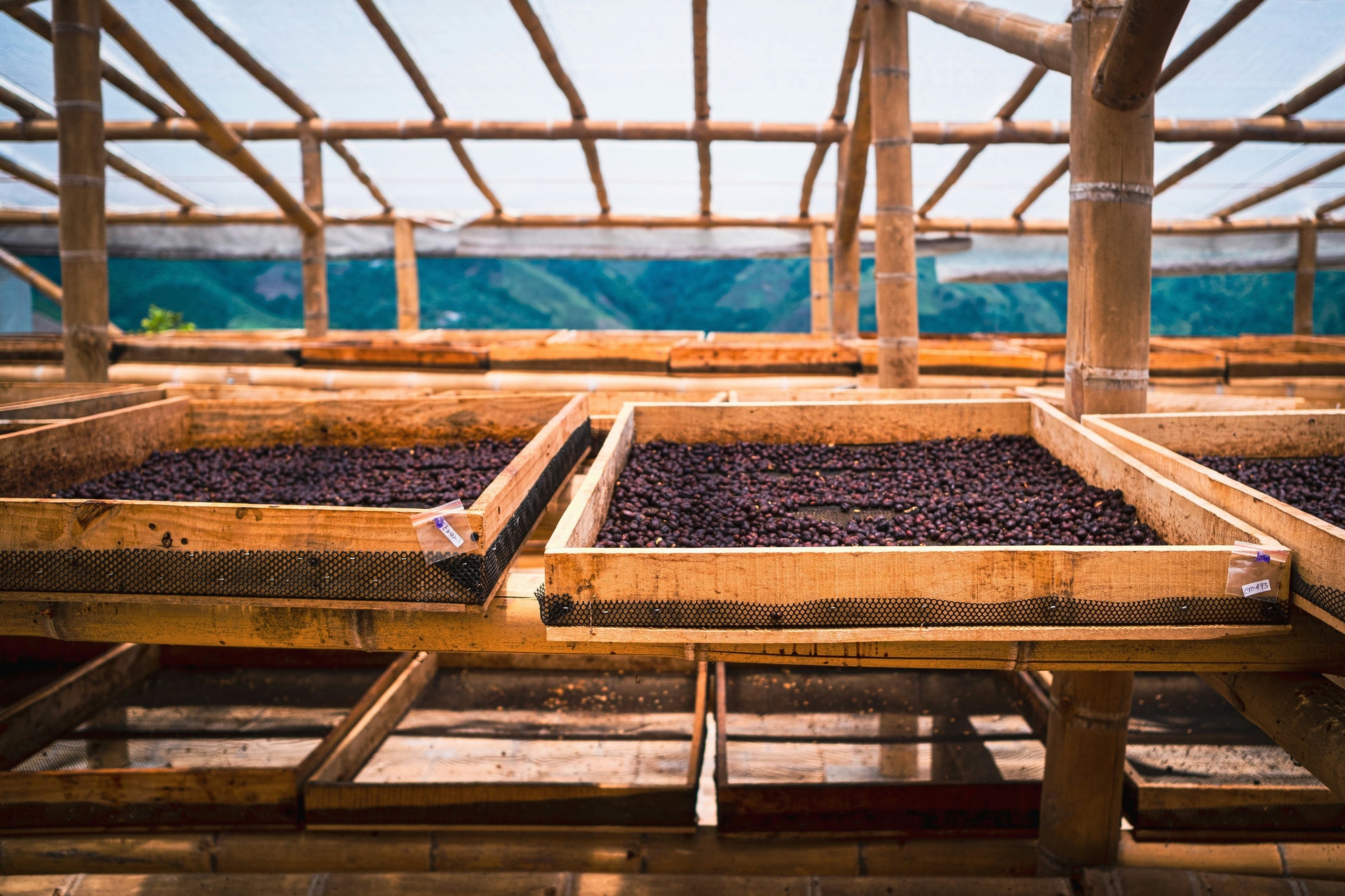 coffee cherries on drying racks