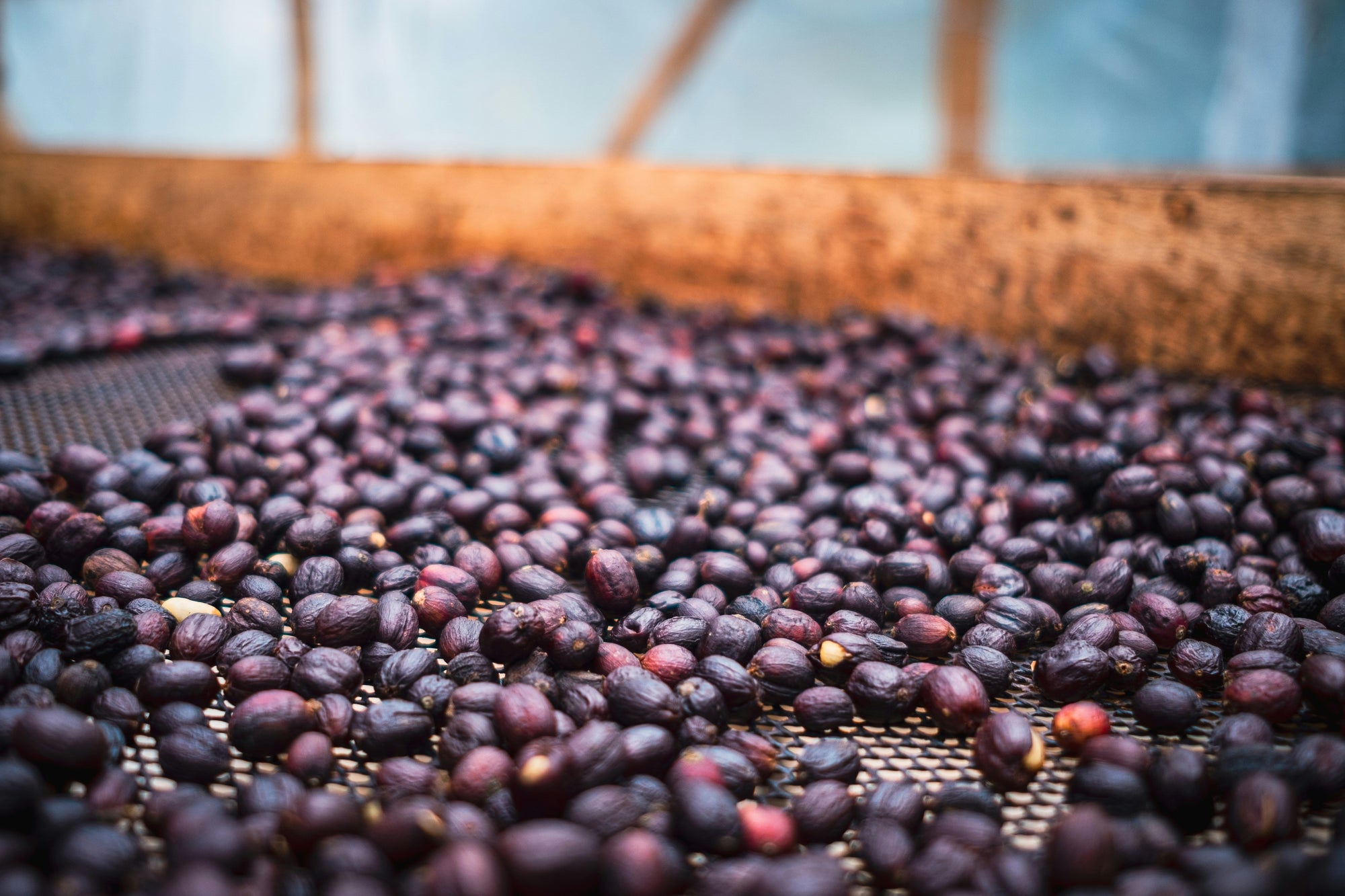 Natural process coffee drying on raised beds