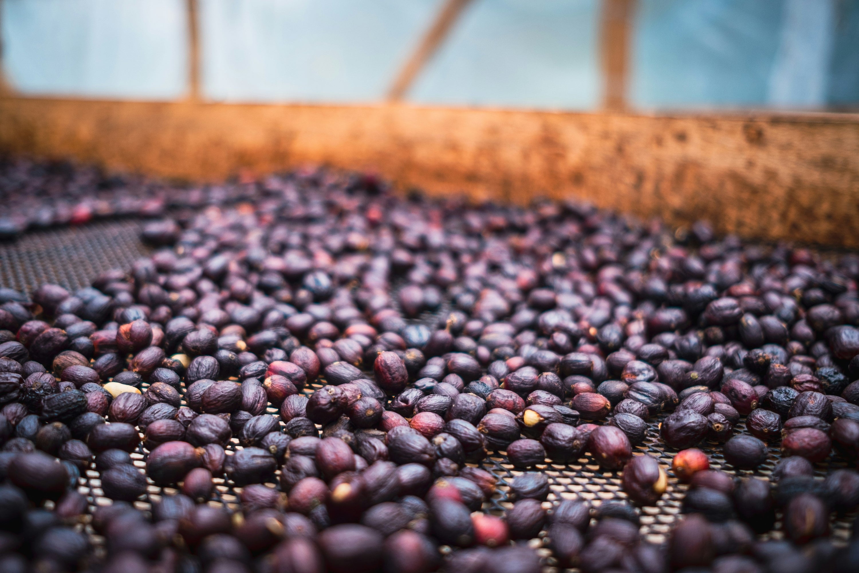Natural process coffee drying on raised beds