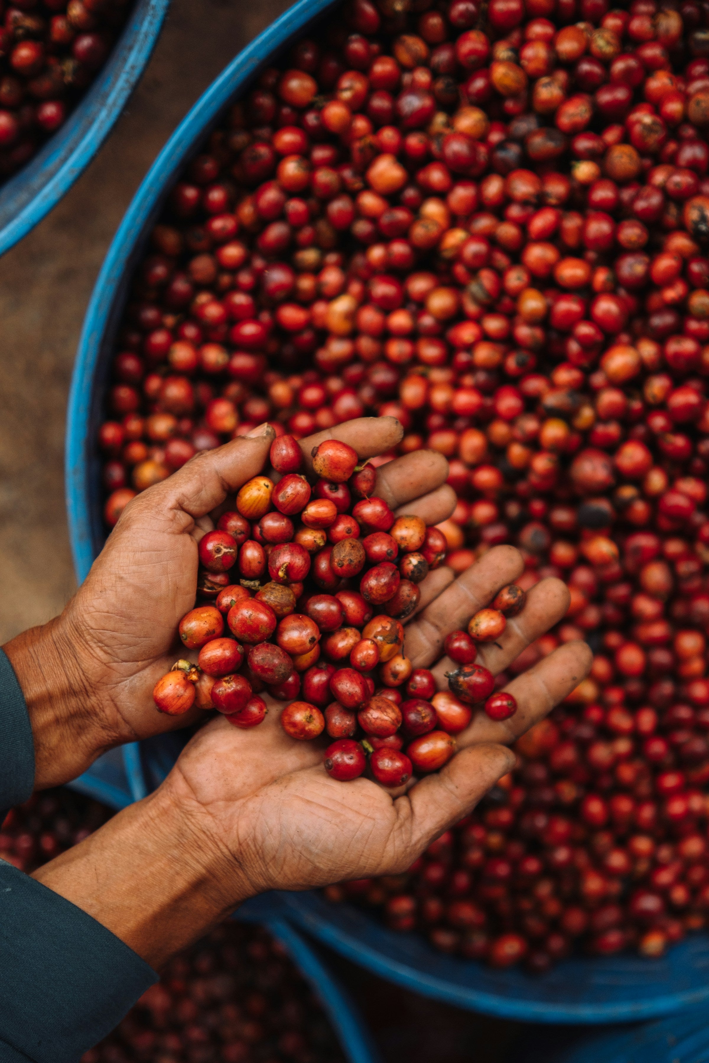 Two hands reach into tub of ripe coffee cherries