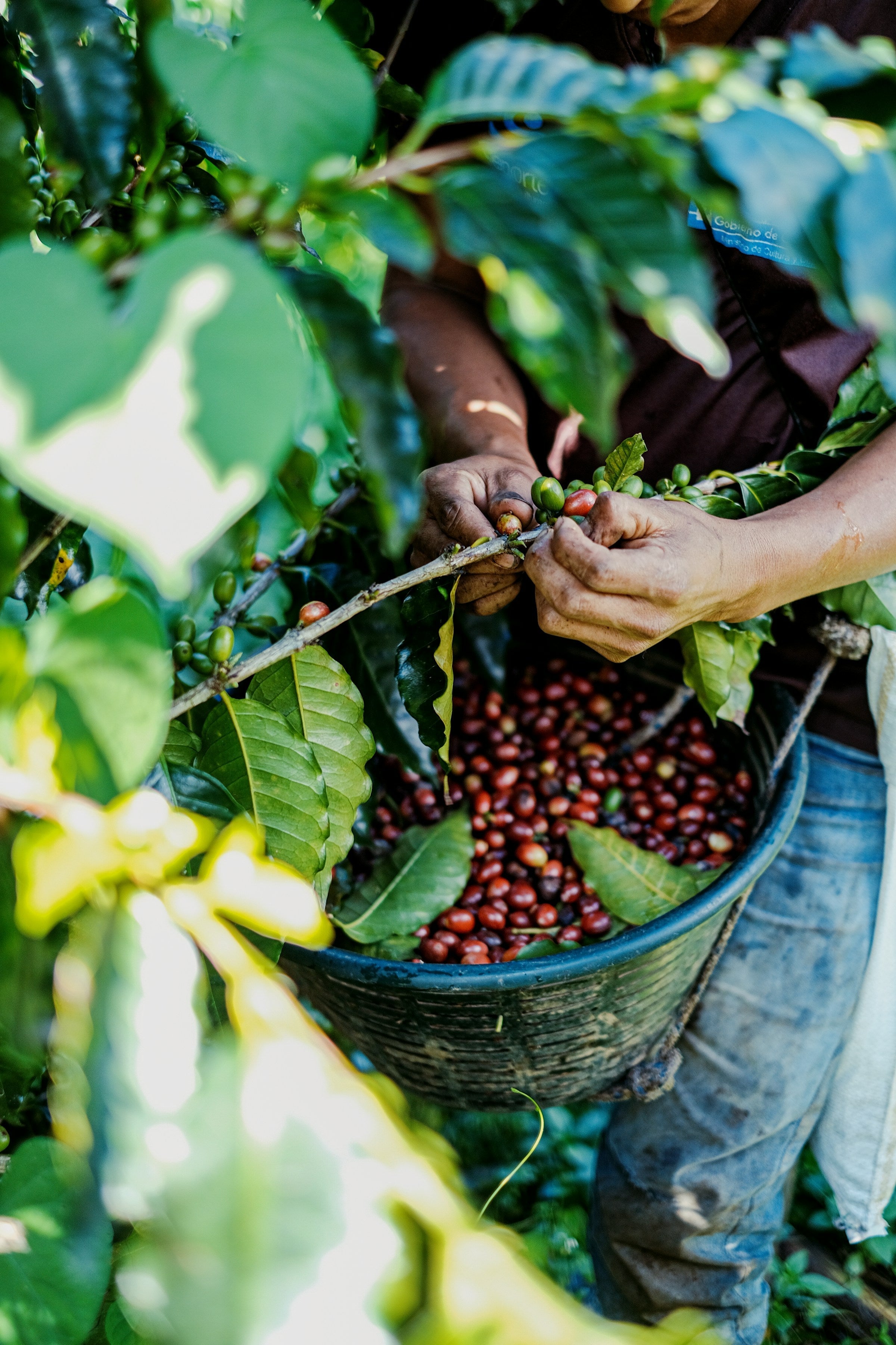 Coffee picking in San Marcos, Guatemala