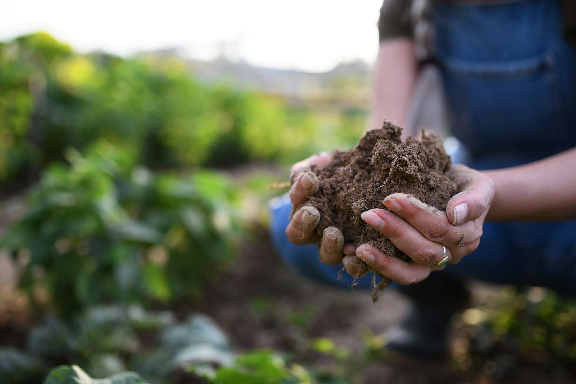 hands holding dirt against a lush green background