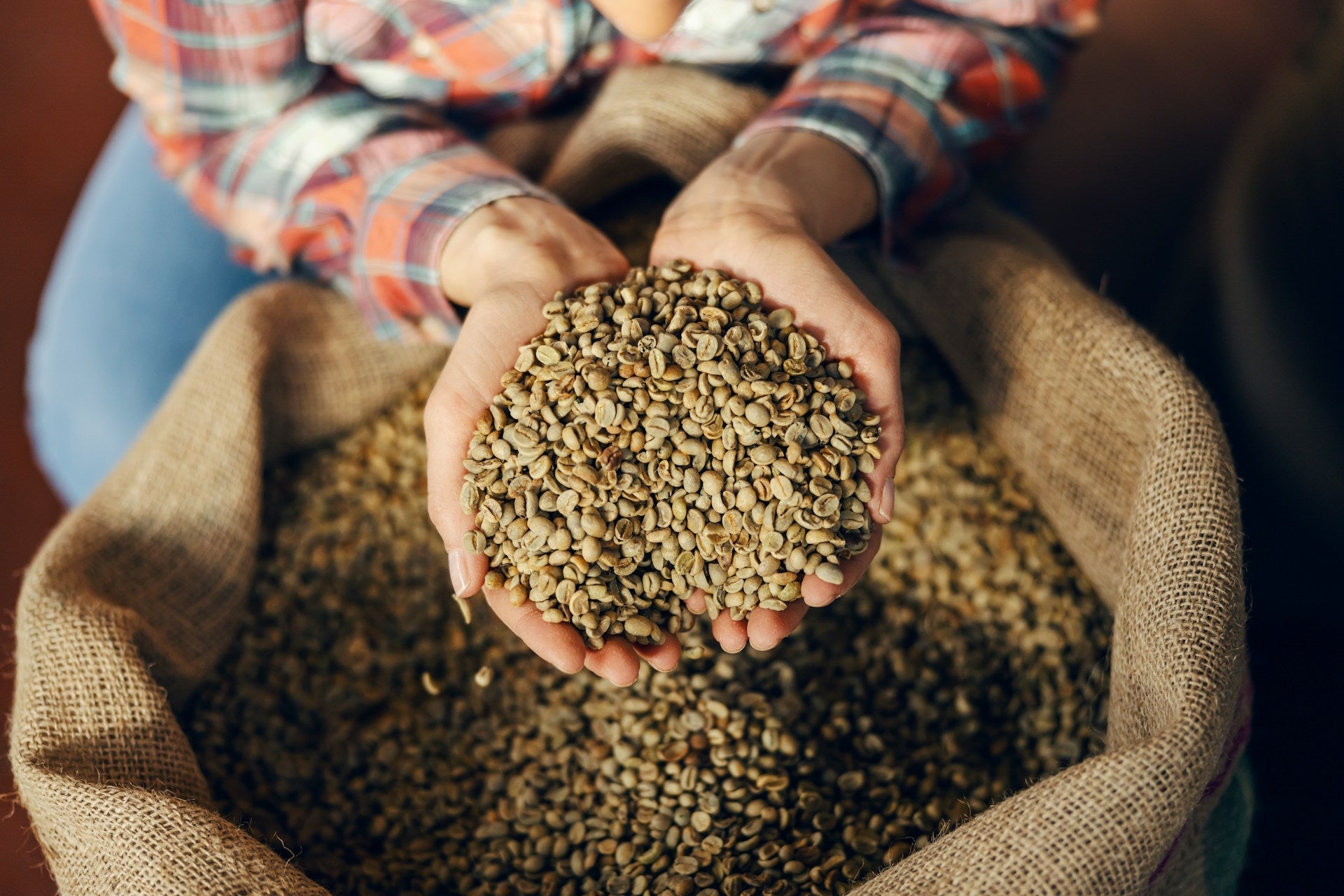 hands holding green coffee beans above sack of coffee