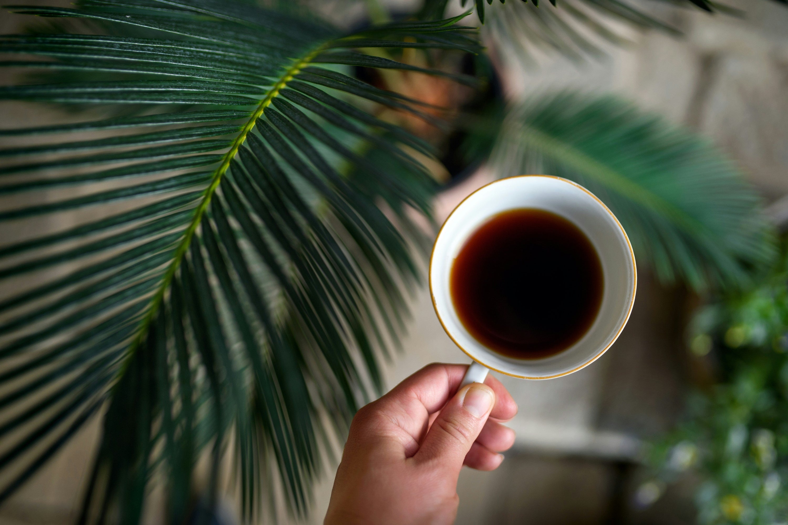 coffee cup above indoor houseplant
