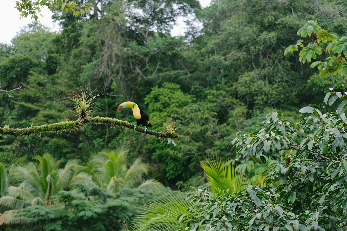 Papua New Guinea Eastern Highlands