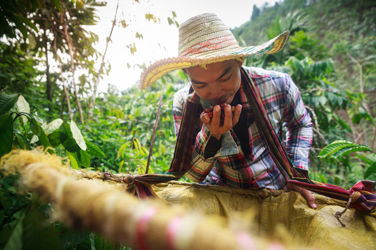 Central American Coffee Producer smelling coffee cherries