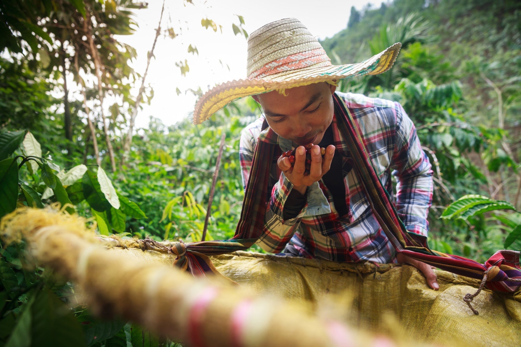 Central American Coffee Producer smelling coffee cherries