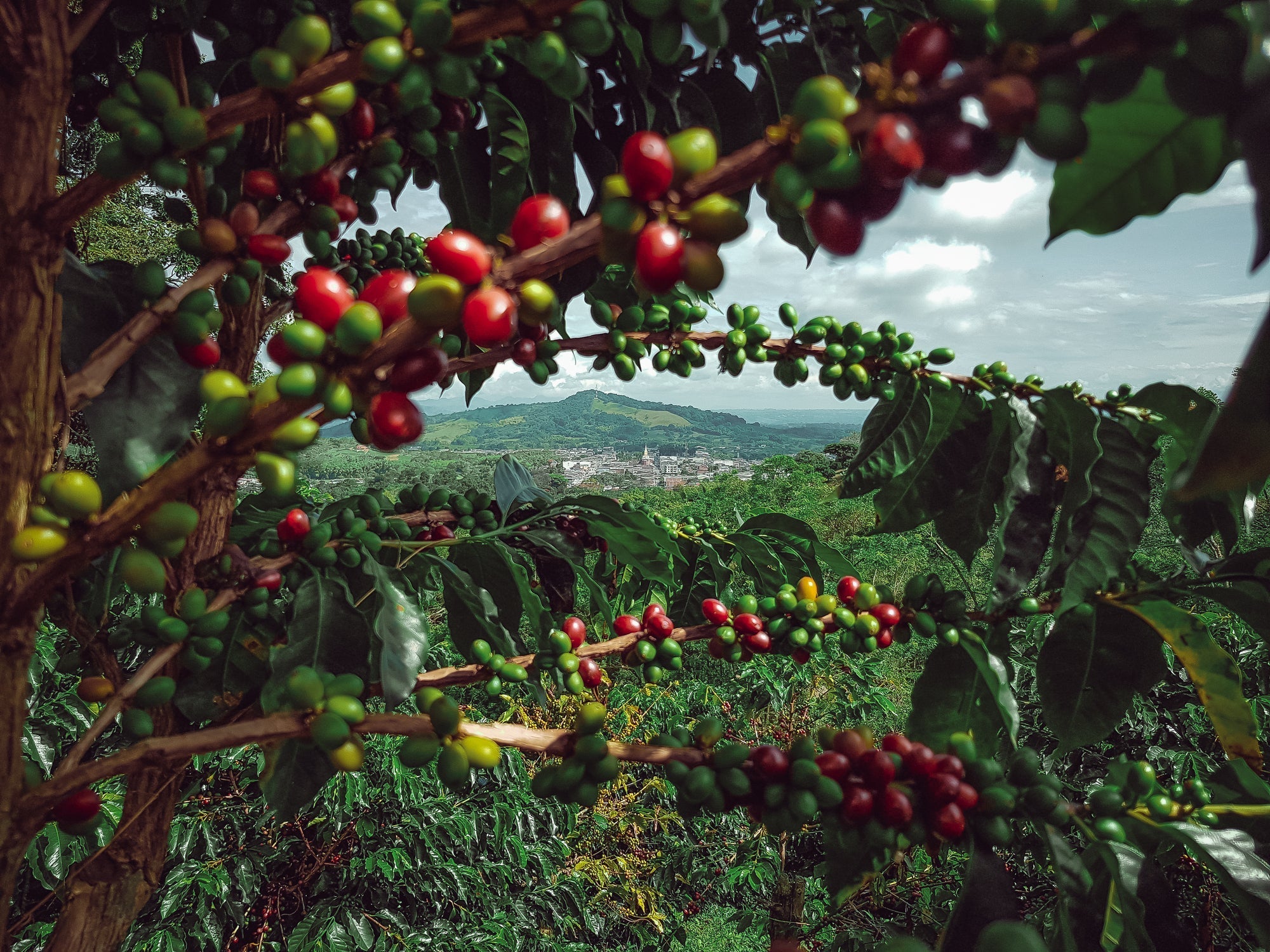 Landscape view of coffee in Colombia with coffee cherries in the foreground