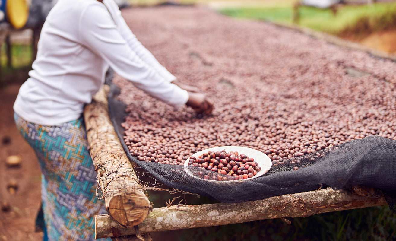 person picking out coffee cherries at washing station