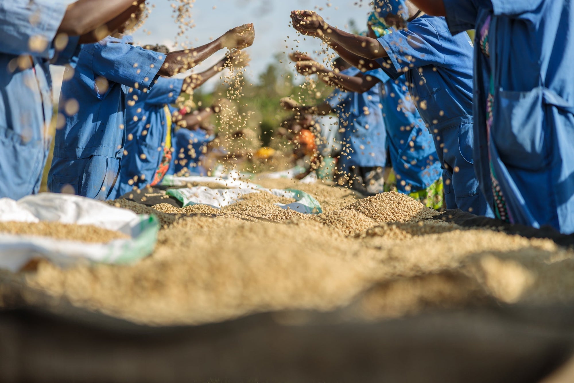 Workers processing coffee beans in Rwanda
