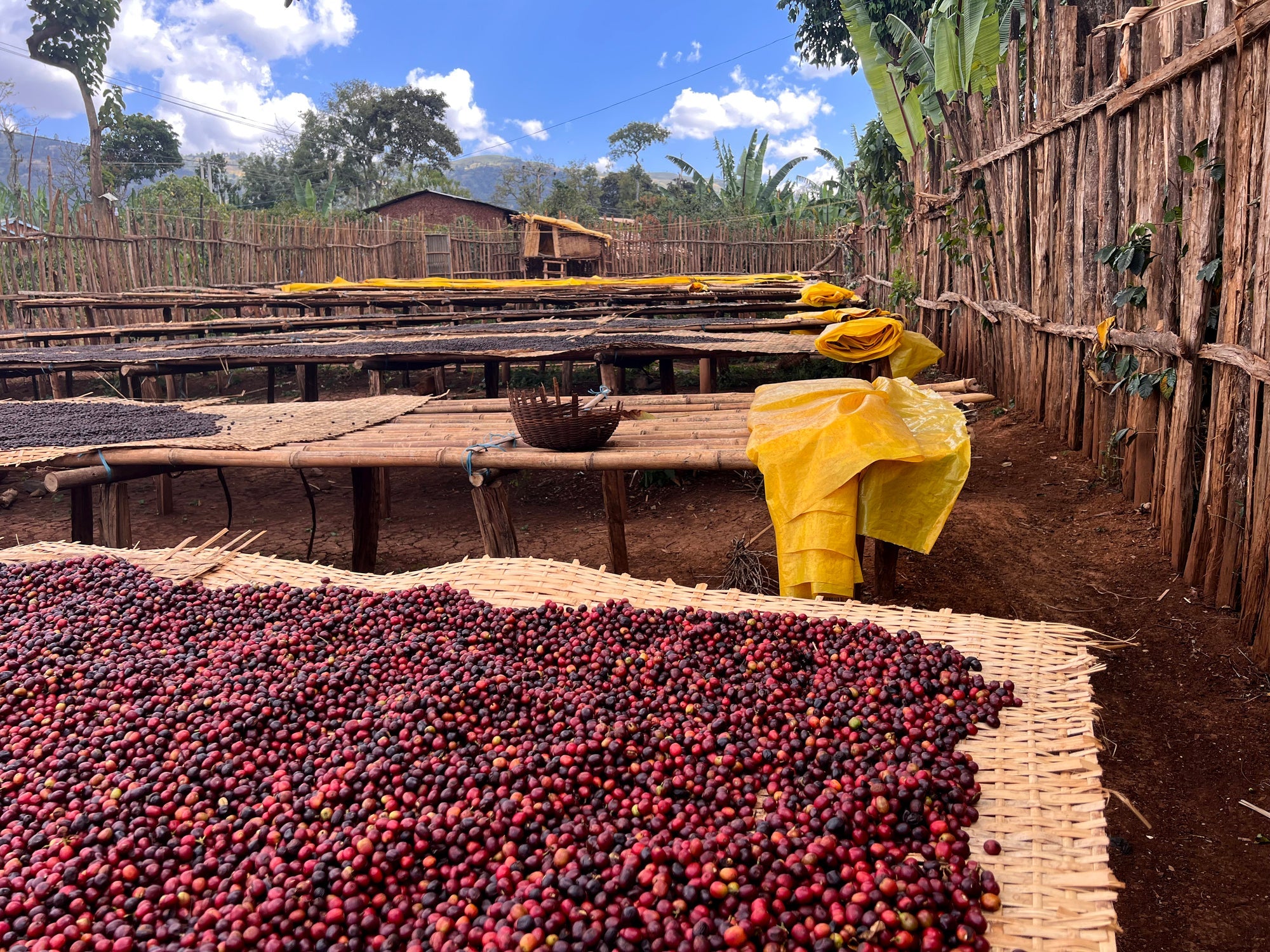 Coffee being processed in Ethiopia