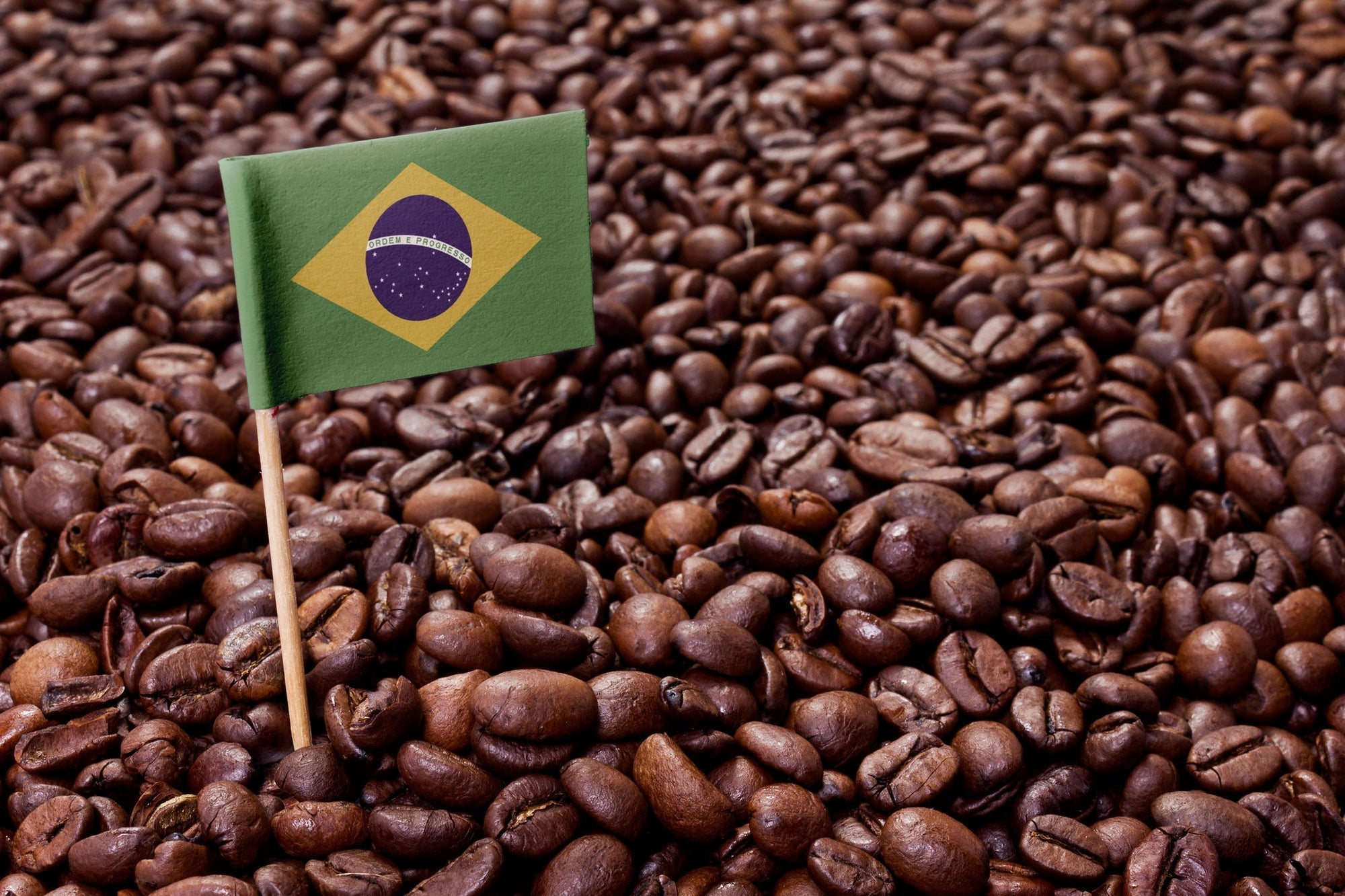 Small Brazilian flag planted in a bed of coffee beans