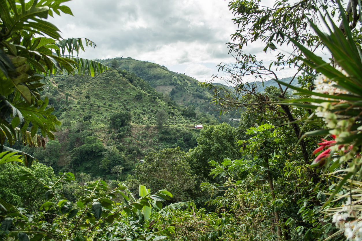 Coffee growing in Blue Mountain, Jamaica