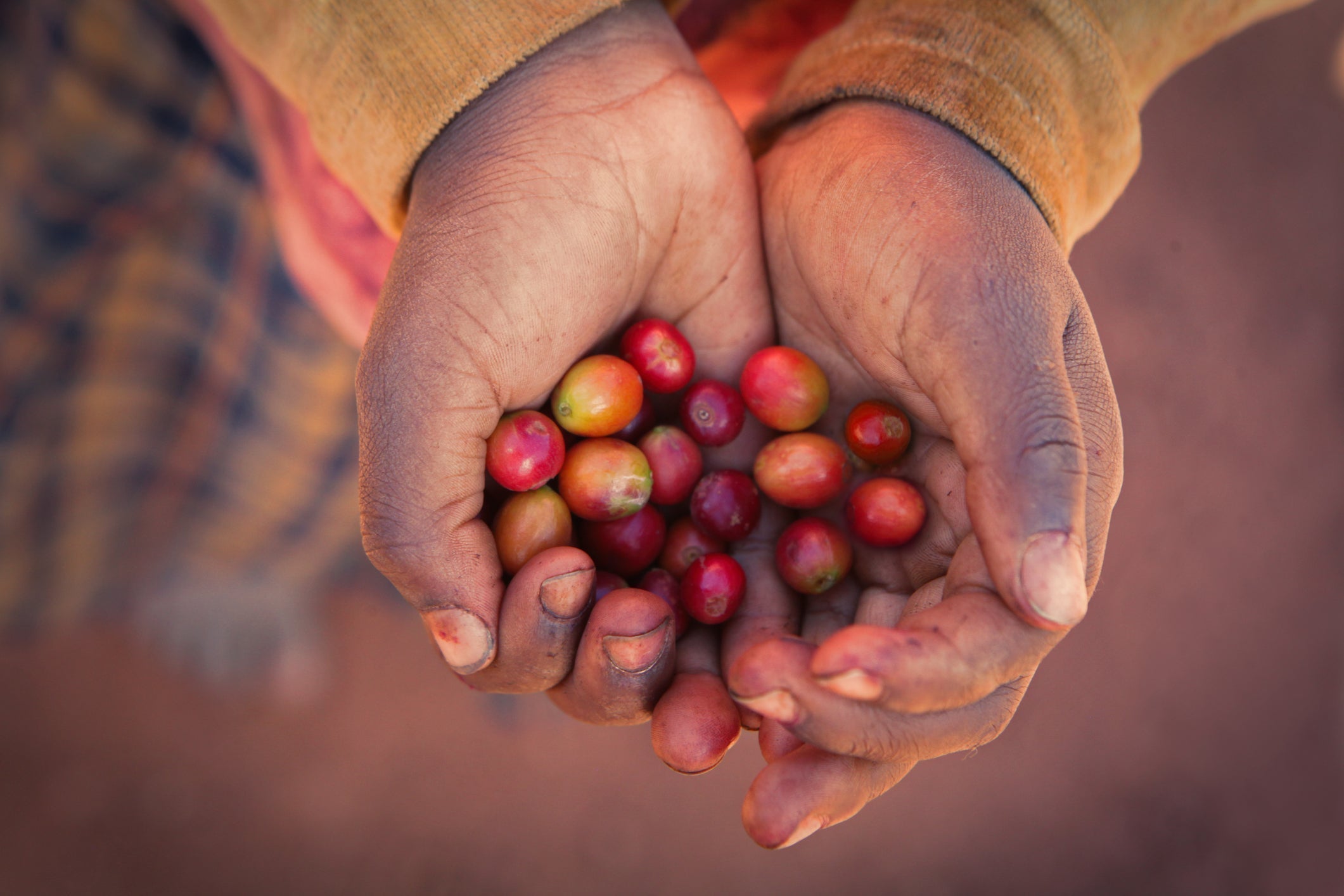 Hands holding ripe coffee cherries