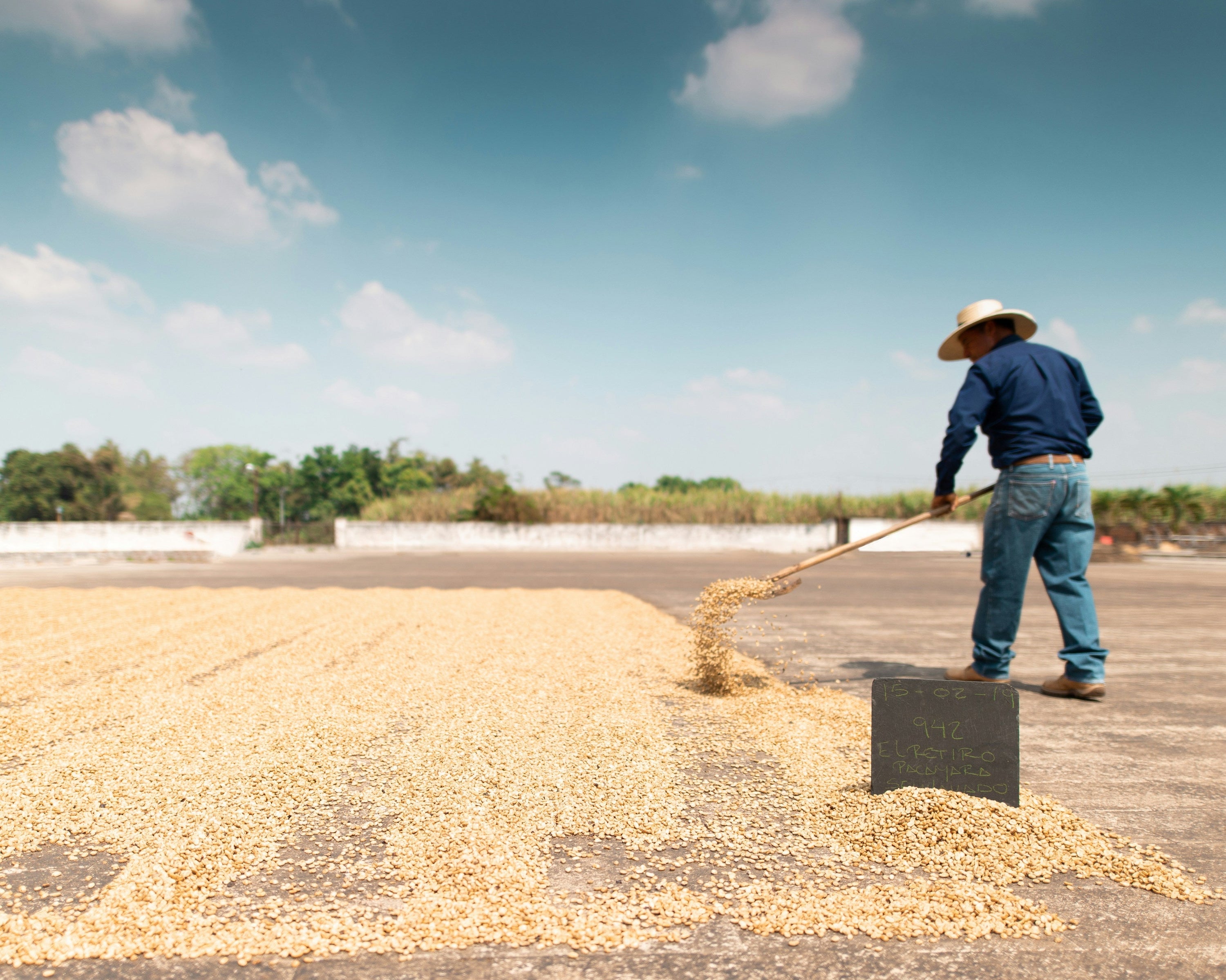 man shoveling coffee on concrete drying platform