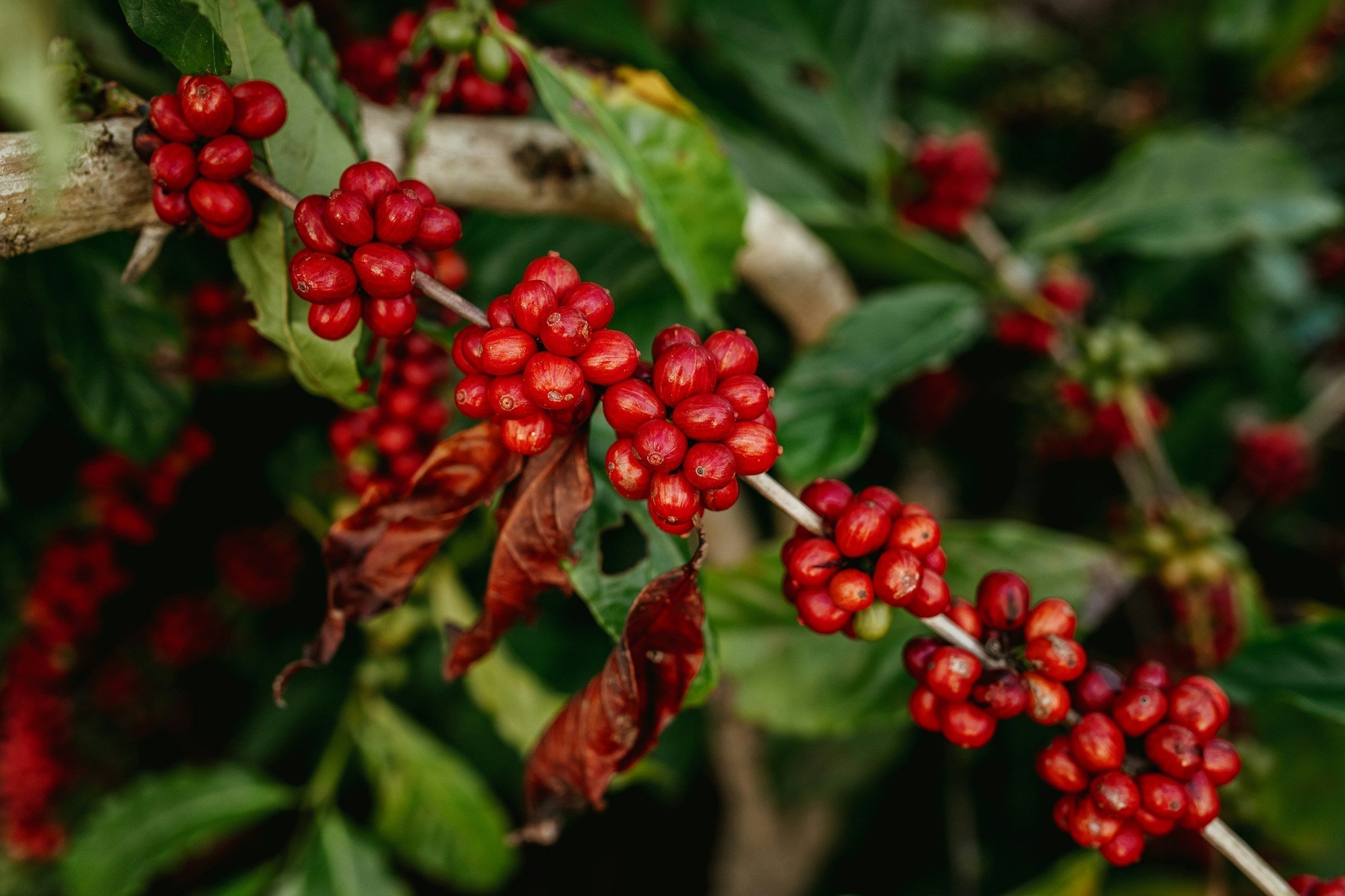 Ripe coffee cherries on coffee plant
