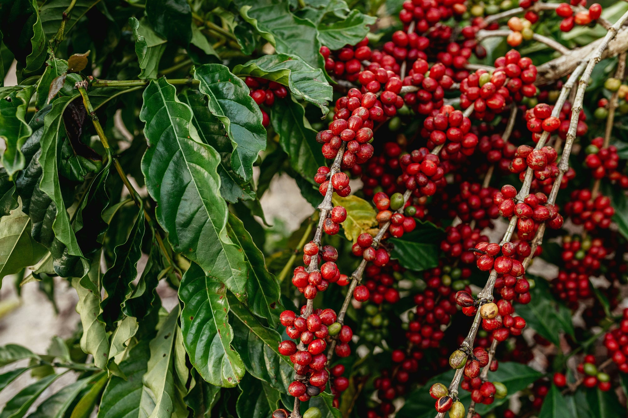 coffee cherries growing on coffee plant