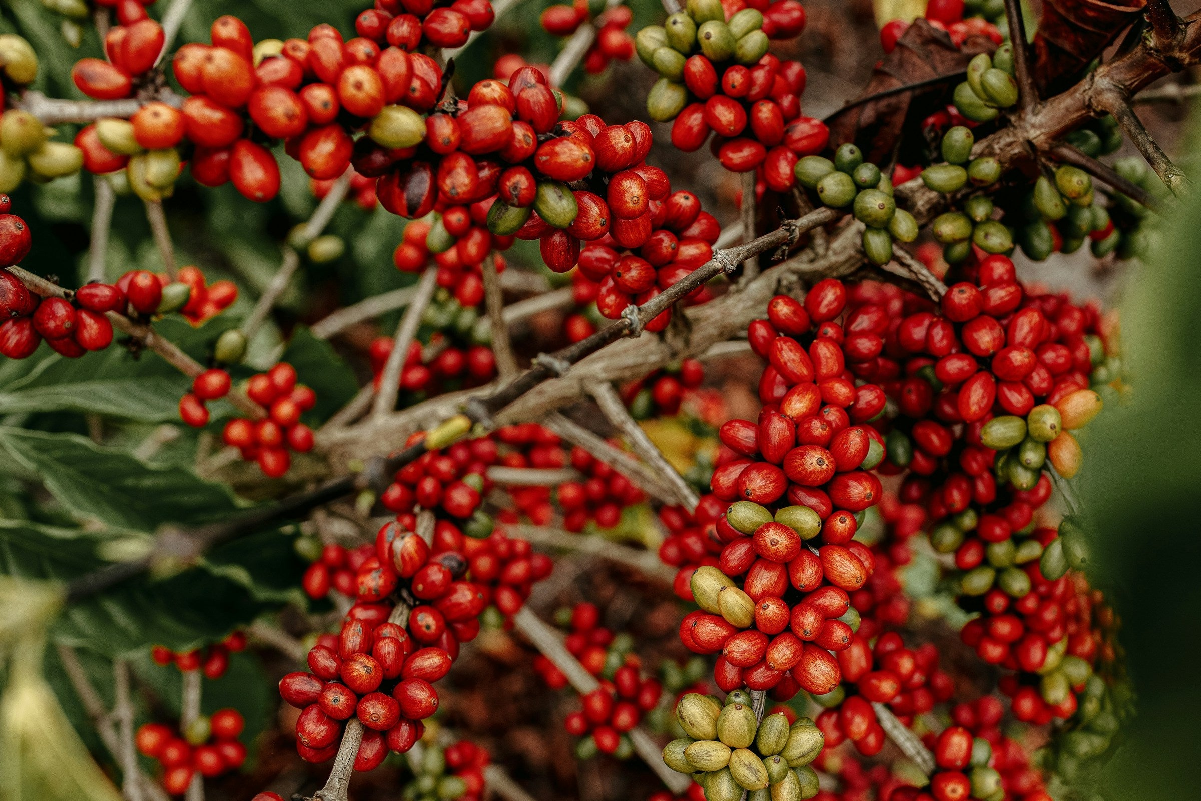 Red and green coffee cherries growing on coffee plant