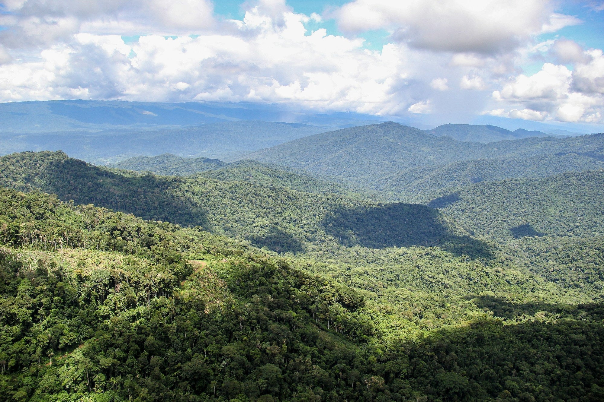 Junin Peru Forest