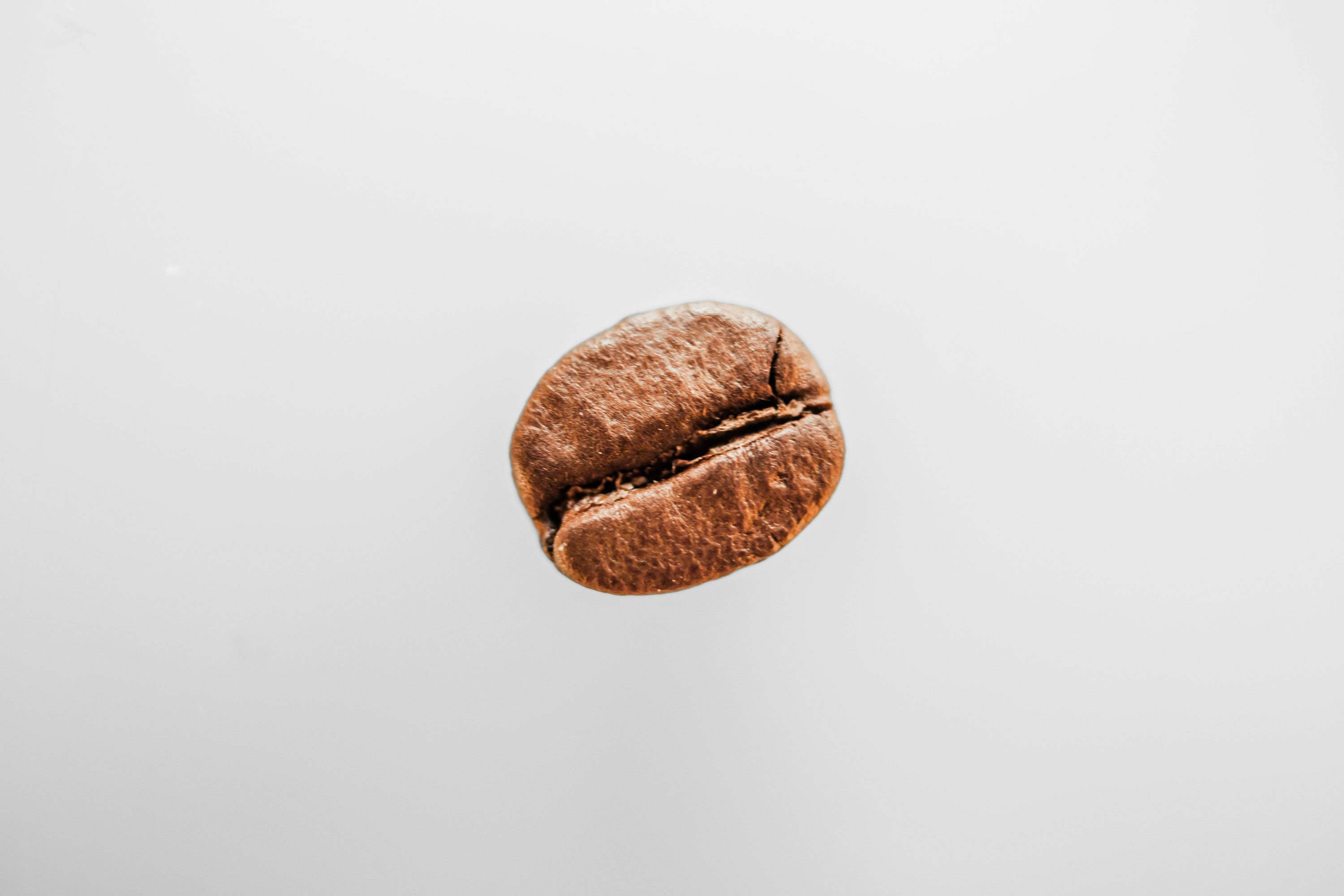 single coffee bean
