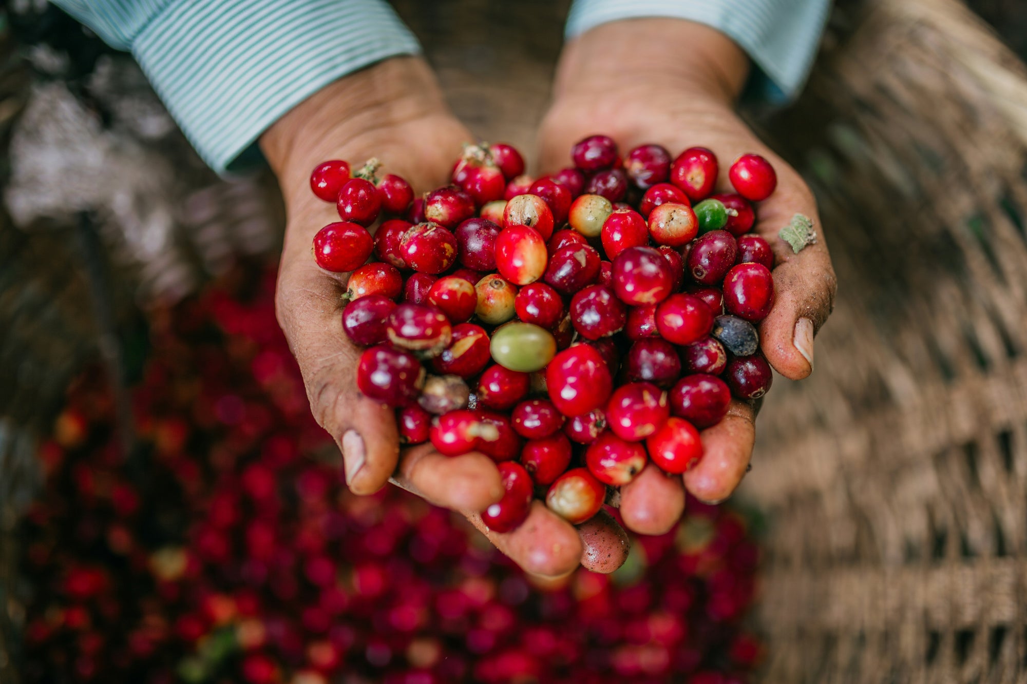 Hands holding ripe cherries