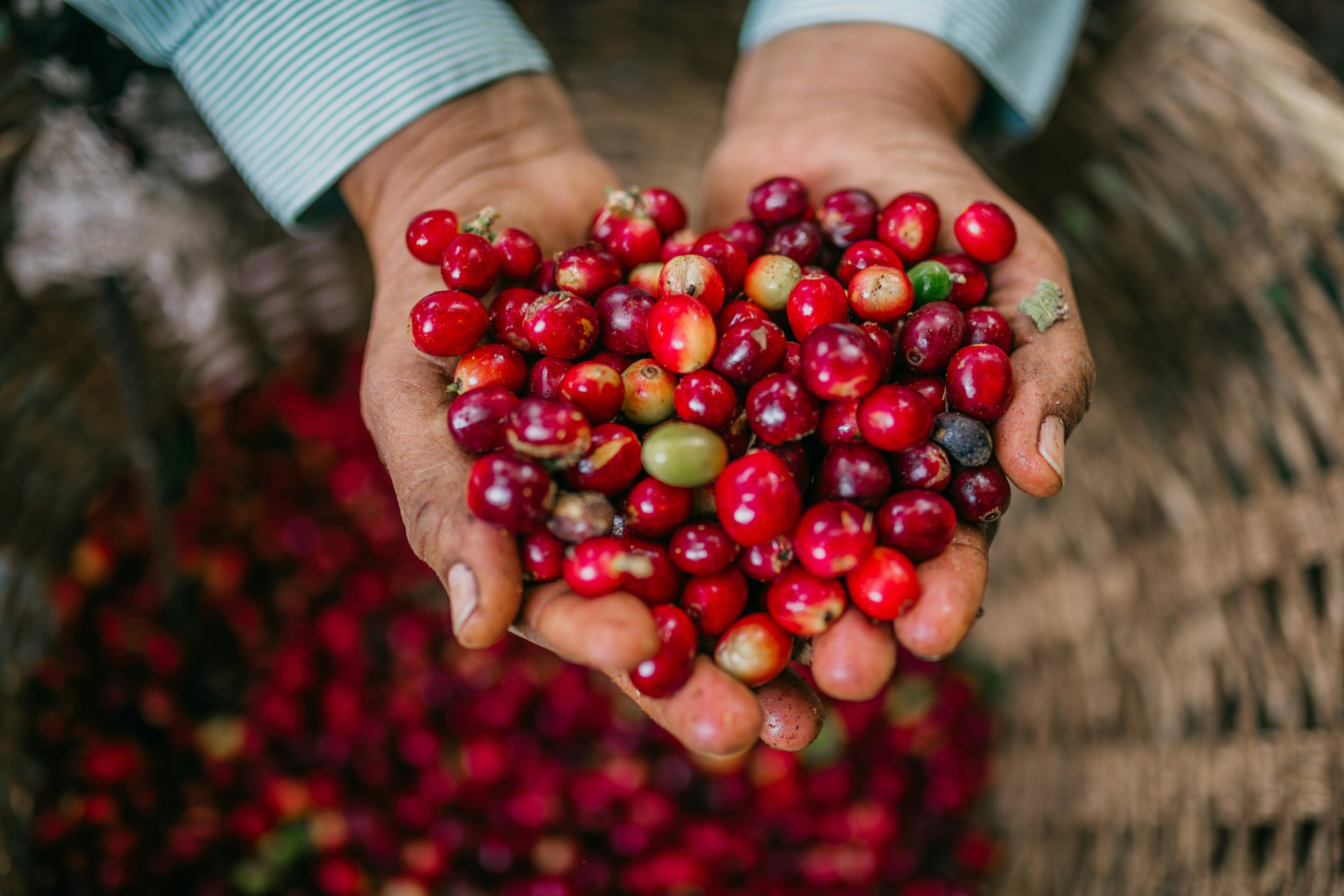 Hands holding ripe cherries