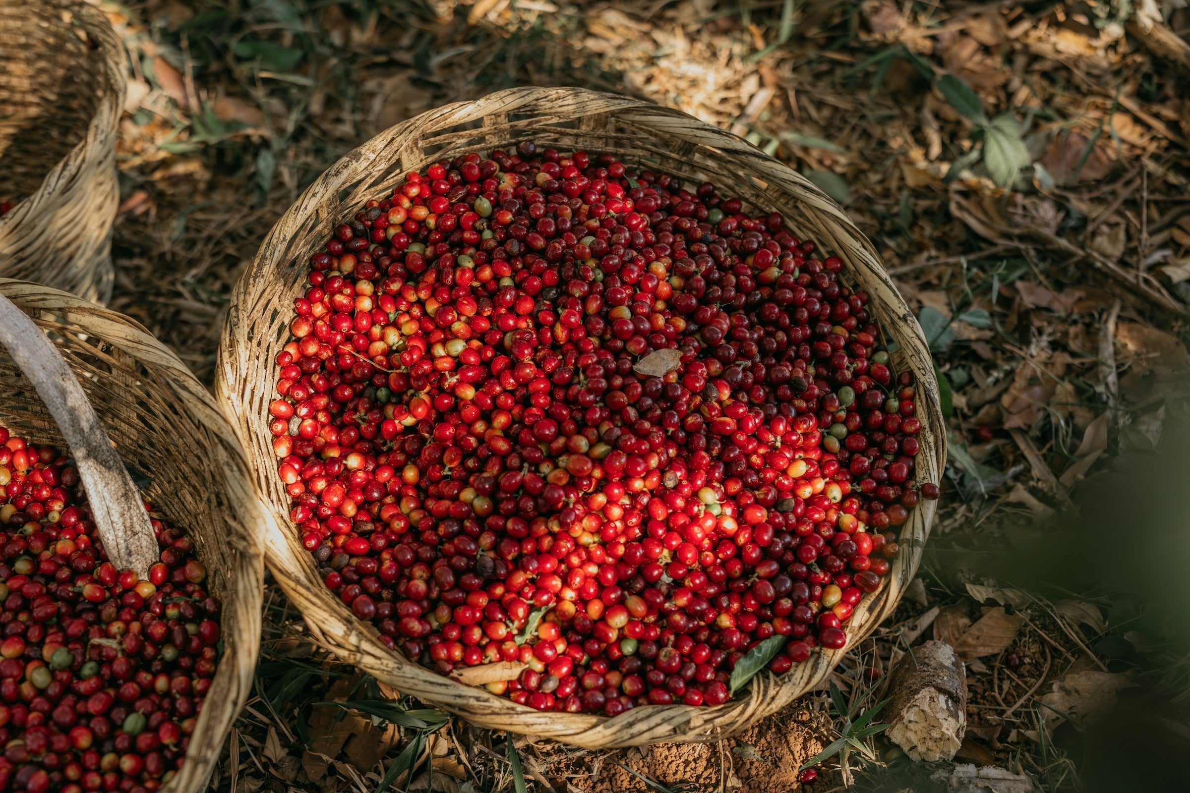 ripe coffee cherries in a basket