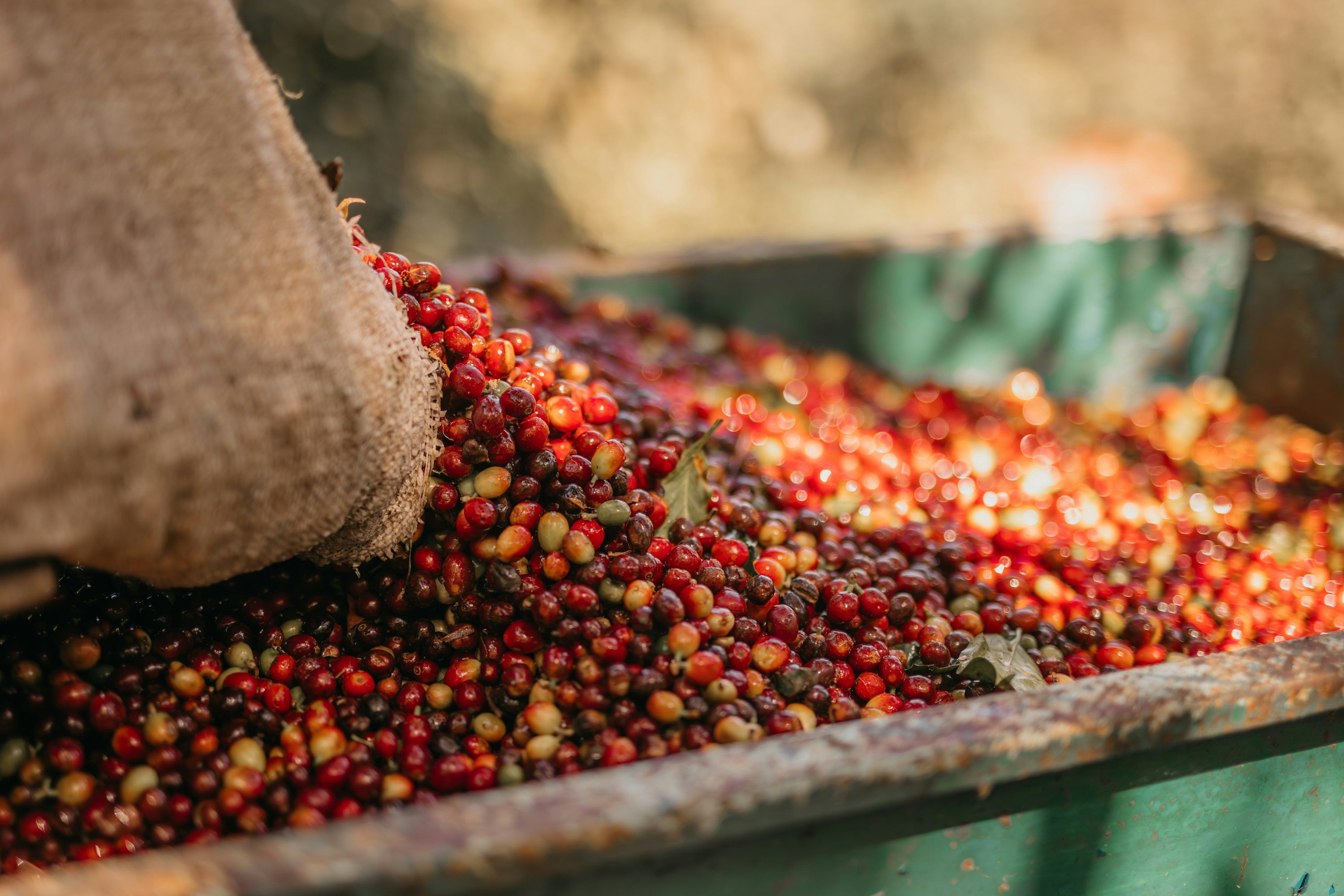coffee processing