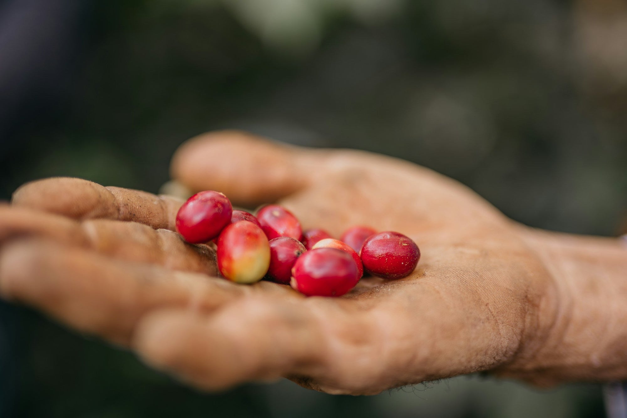 Close-up of a hand holding several ripe coffee cherries