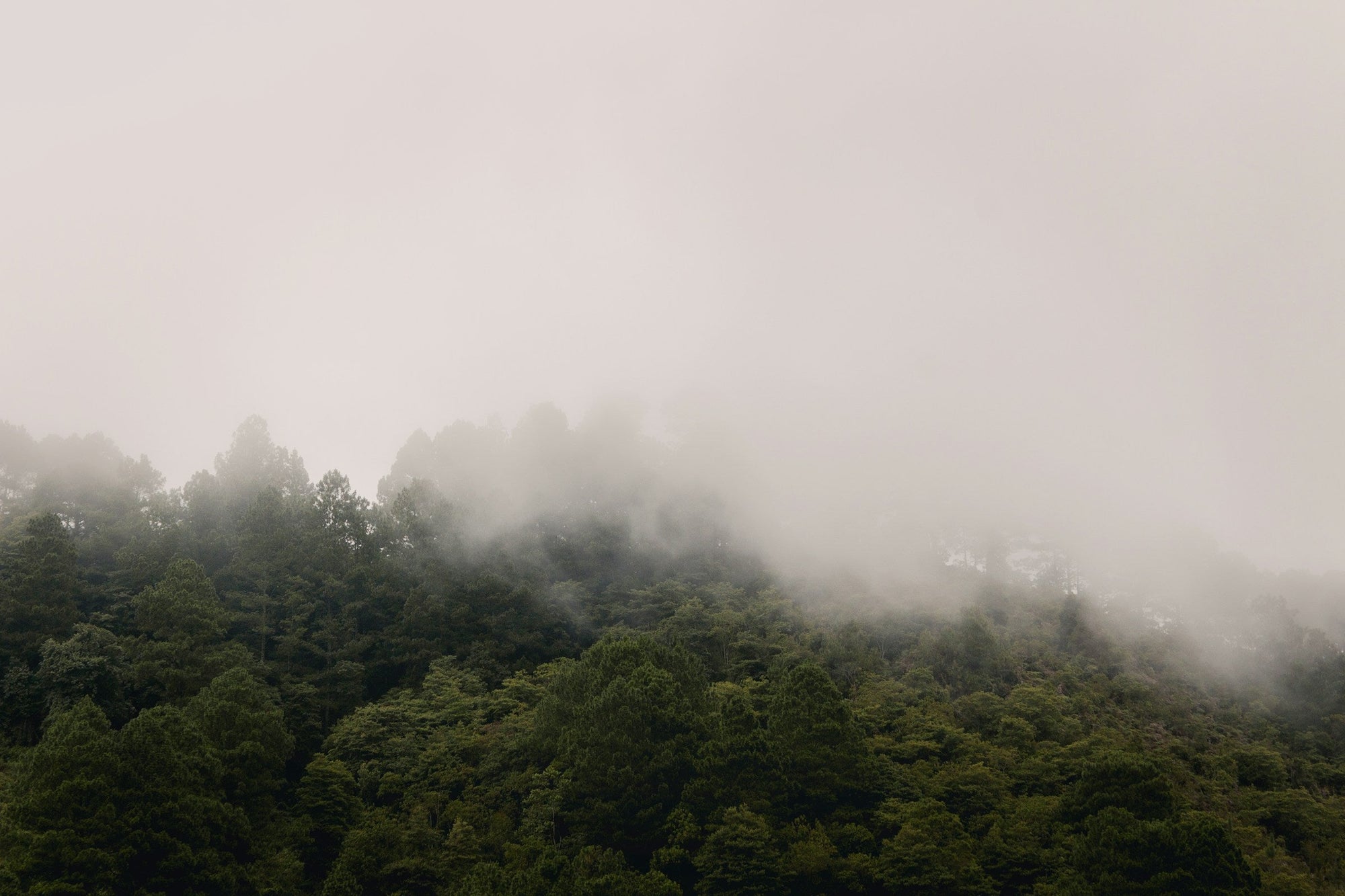 Honduras forest with cloud cover