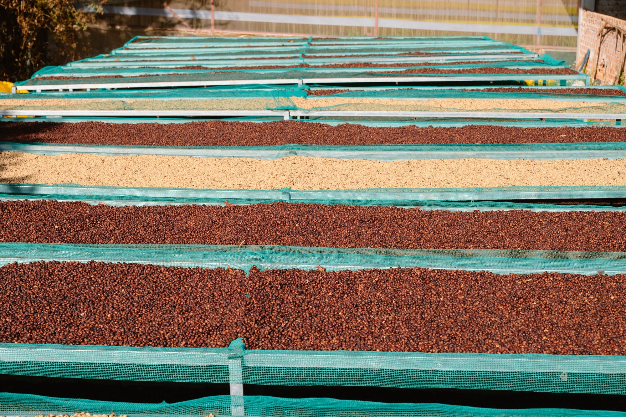 coffee cherries on raised drying beds