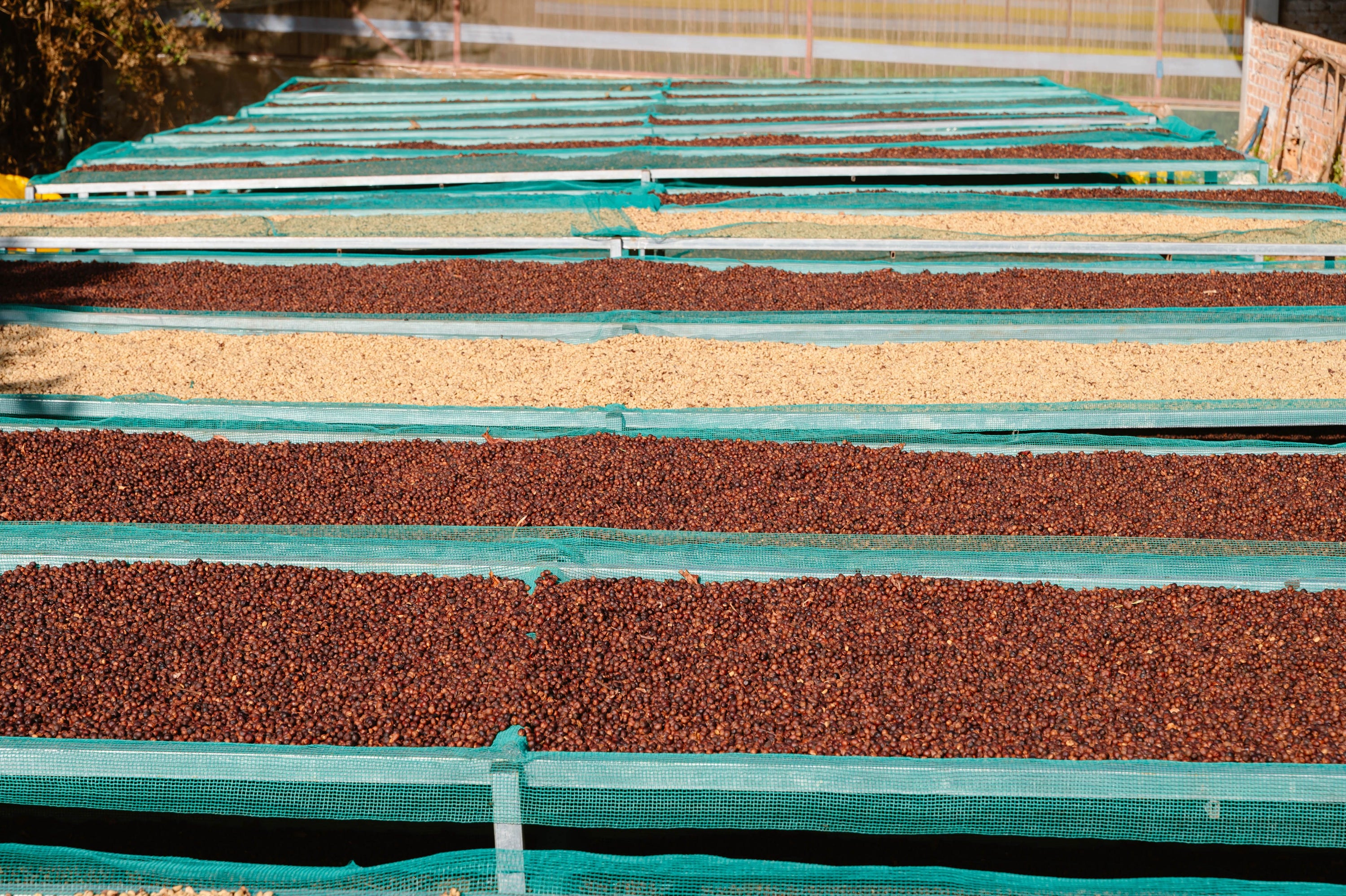coffee cherries on raised drying beds
