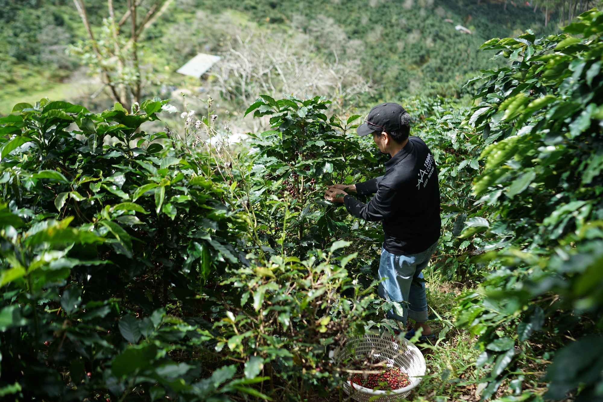 Huila, Colombia: The Region That Redefined Colombian Specialty Coffee
