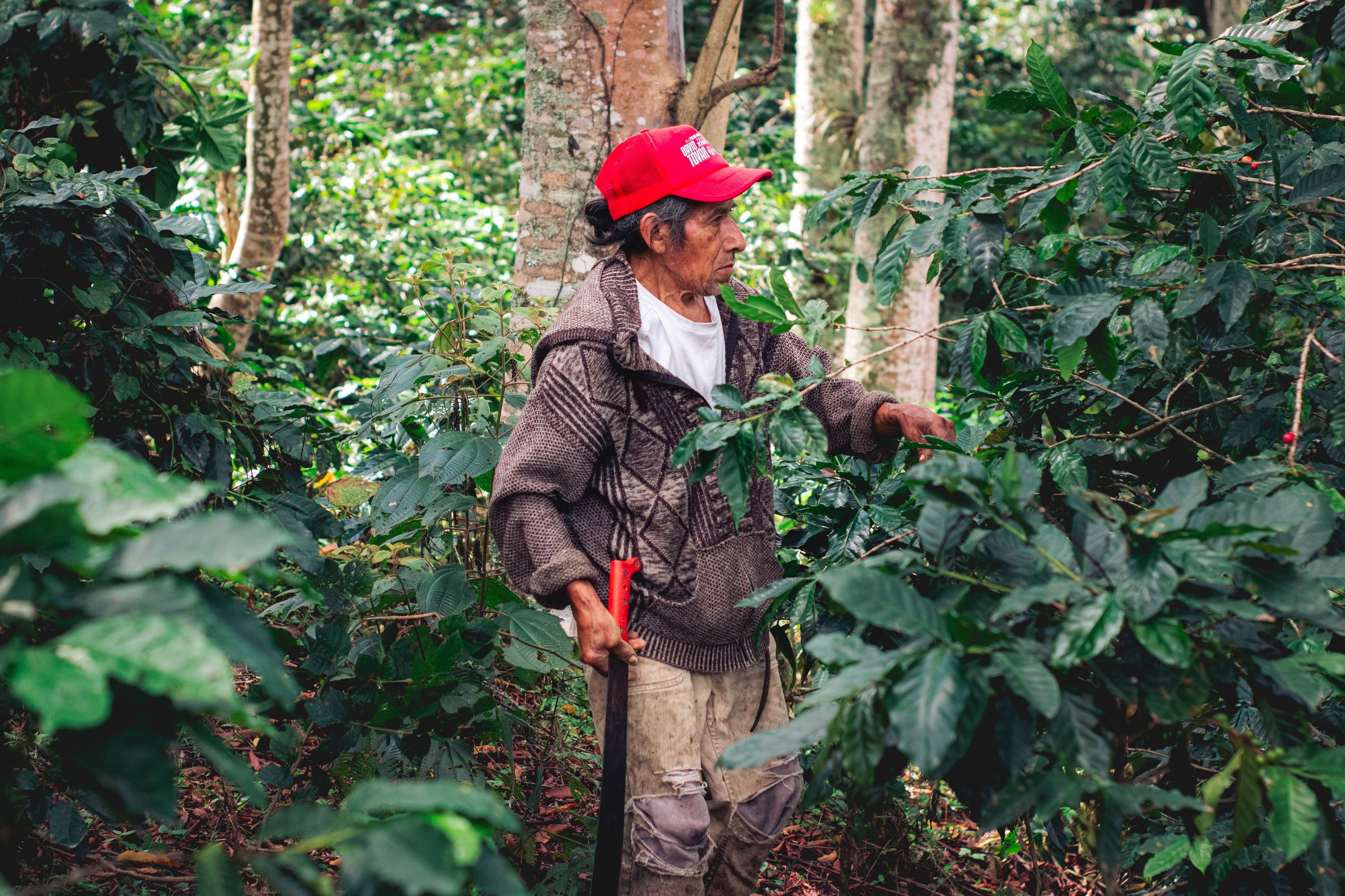 Panama: Why a Small Country Commands the Highest Coffee Prices on Earth