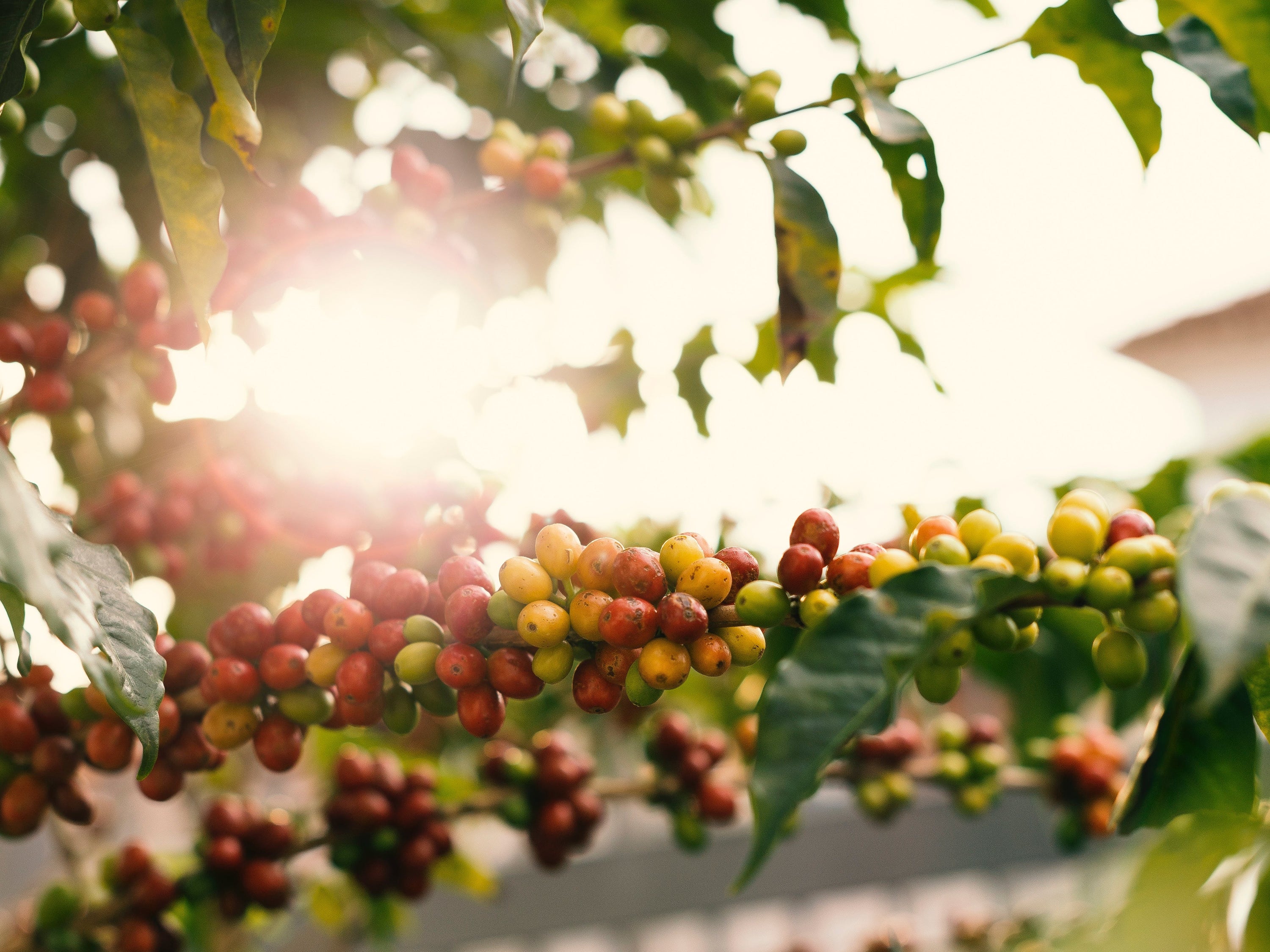 Brewing a Greener Cup: Nurturing Sustainability in Coffee Production