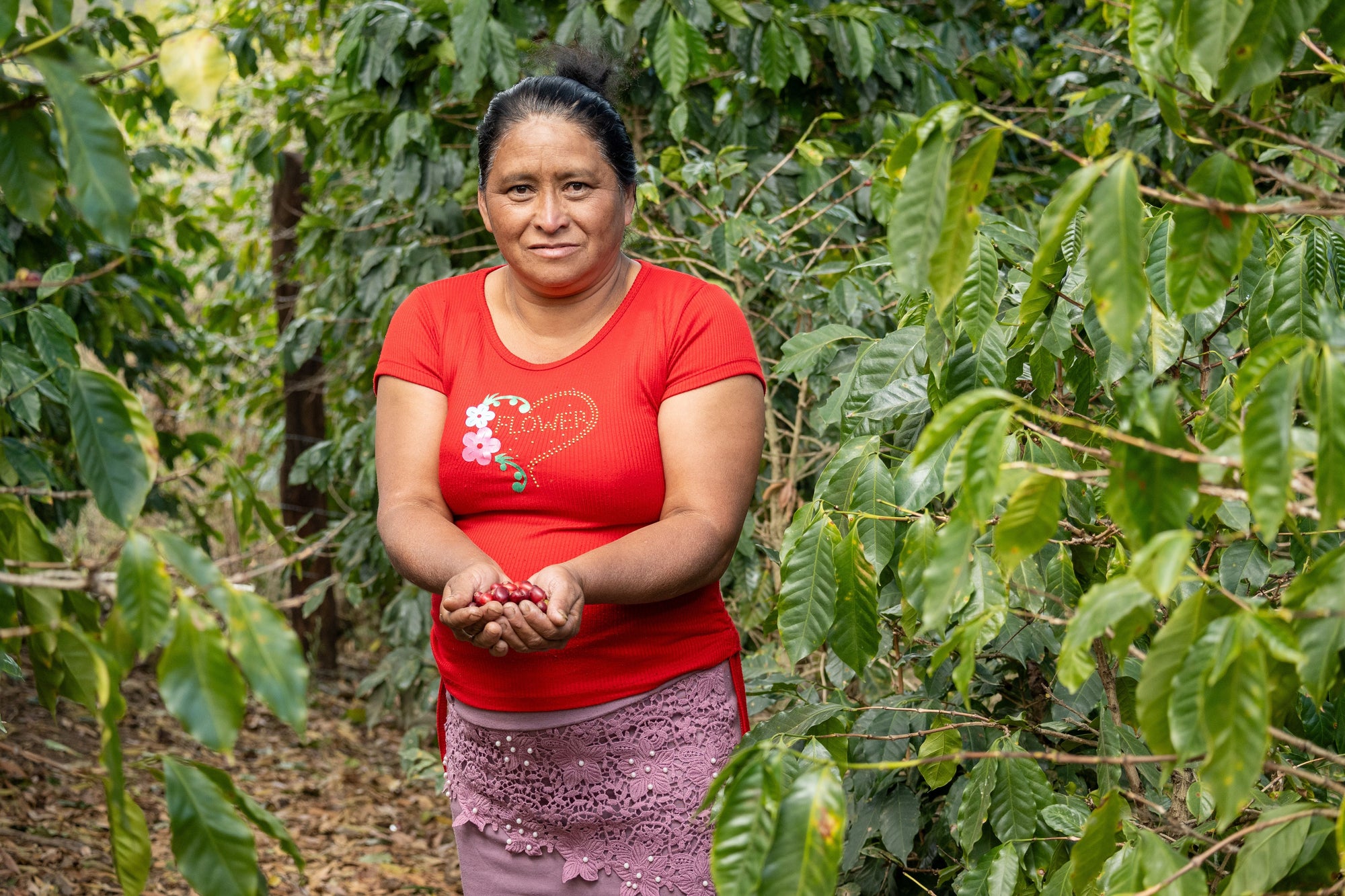female farmer holding ripe coffee cherries