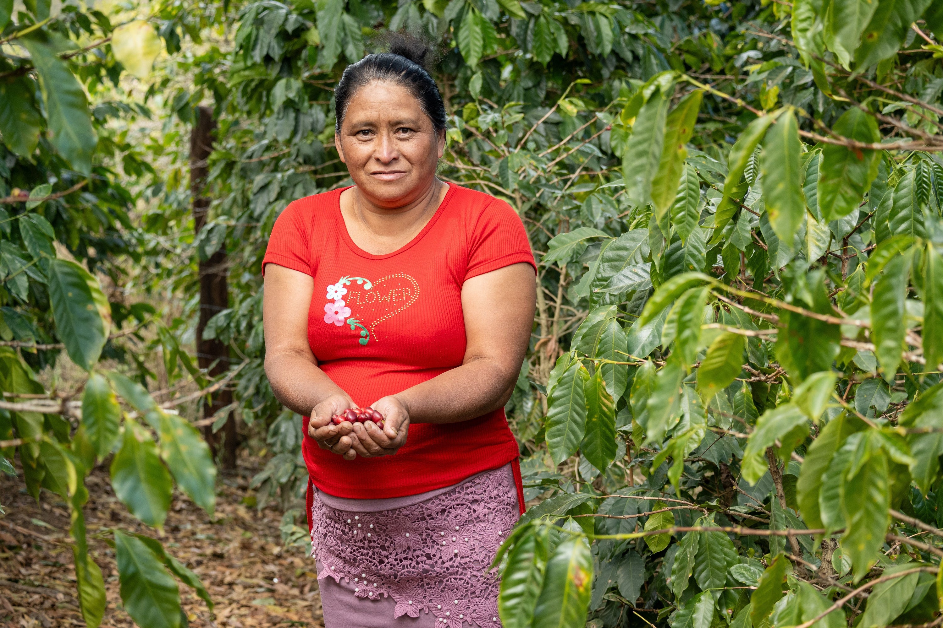female farmer holding ripe coffee cherries